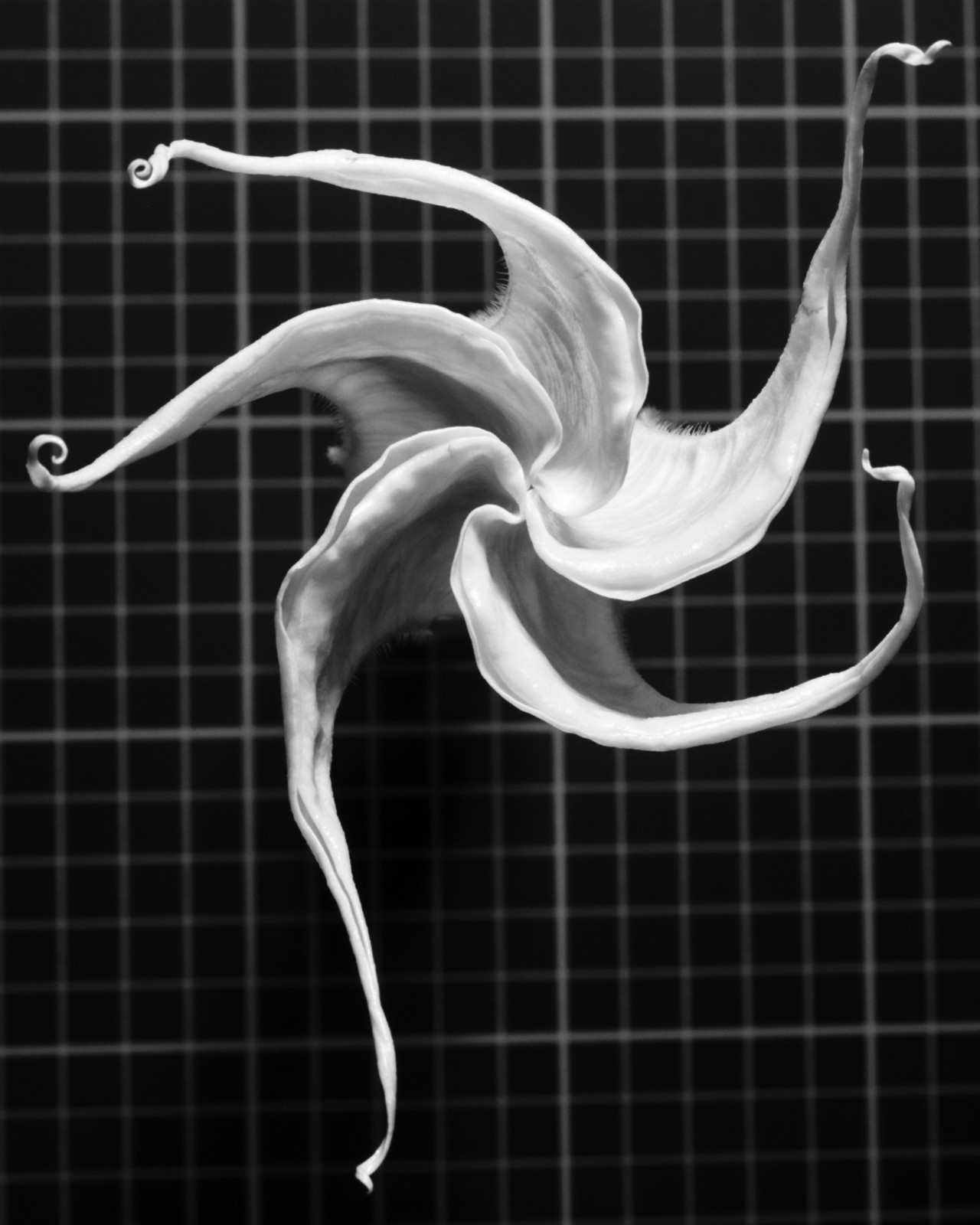 Angel's trumpet (brugmansia) photographed in black and white
