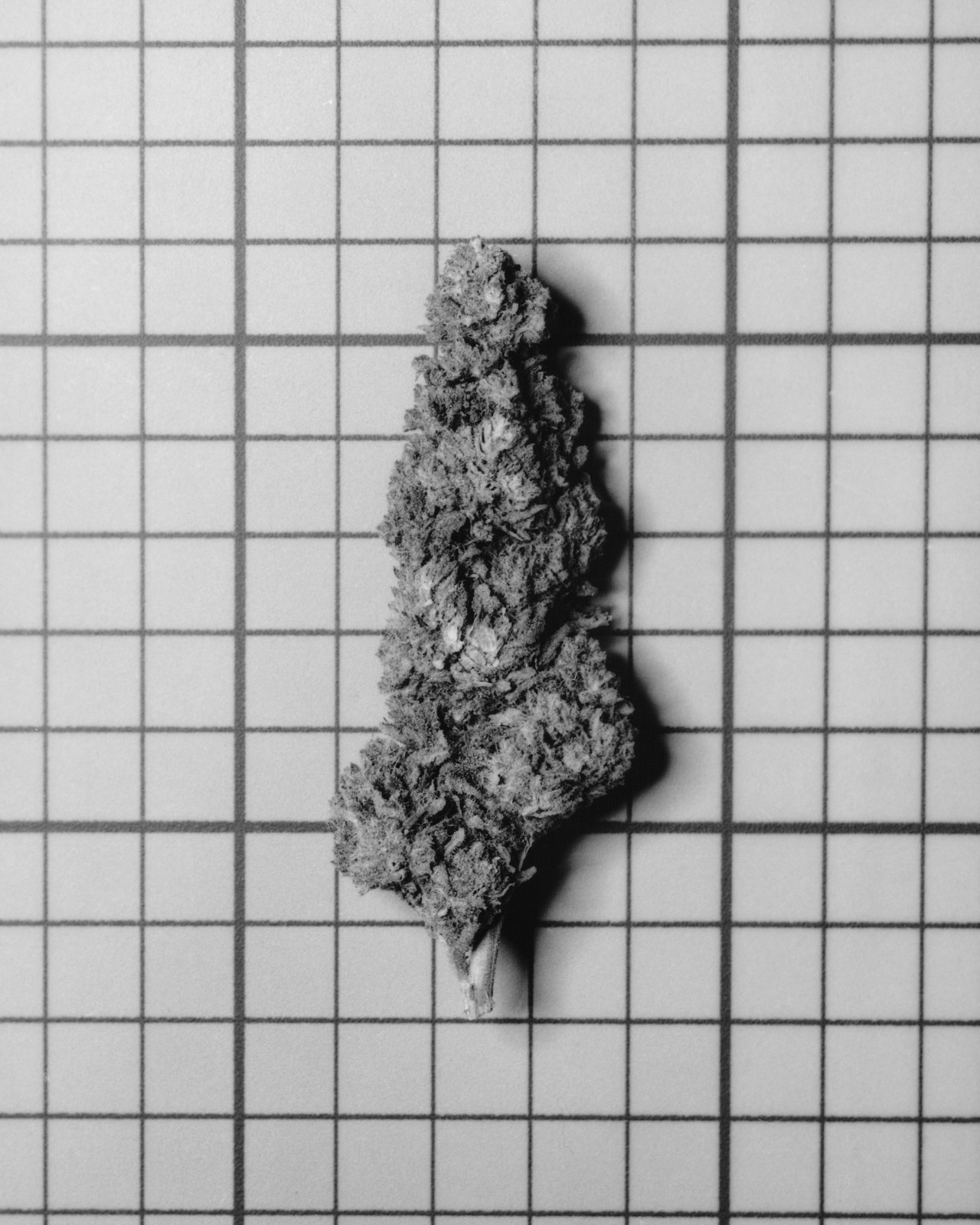 Bud of cannabis photographed in black and white