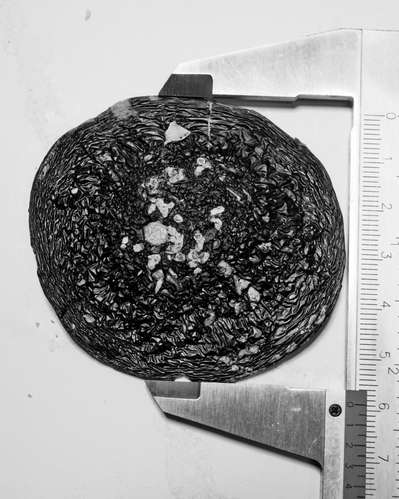 Fly agaric (amanita mascara) photographed in black and white