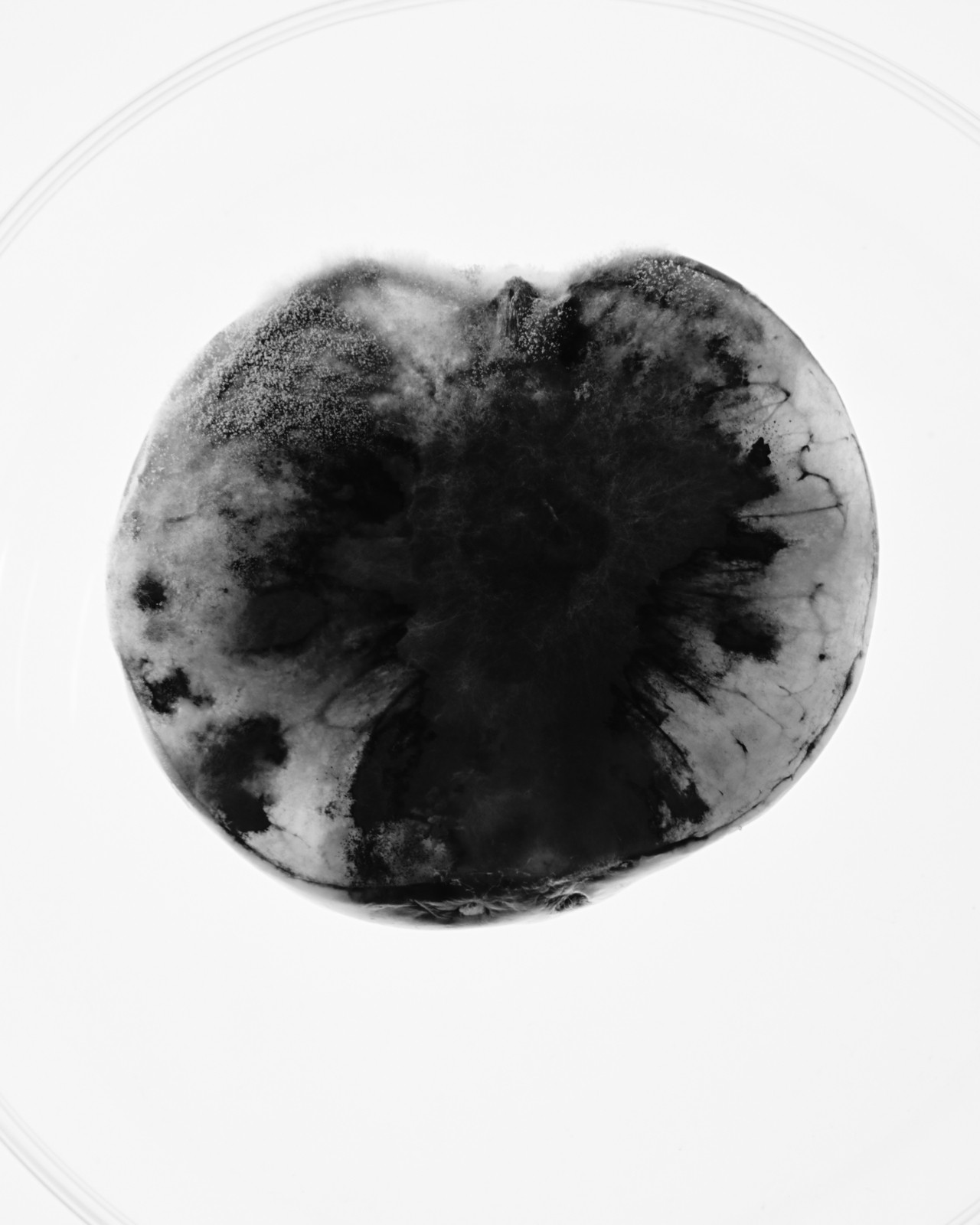 Mould spores on yellow plum photographed in black and white
