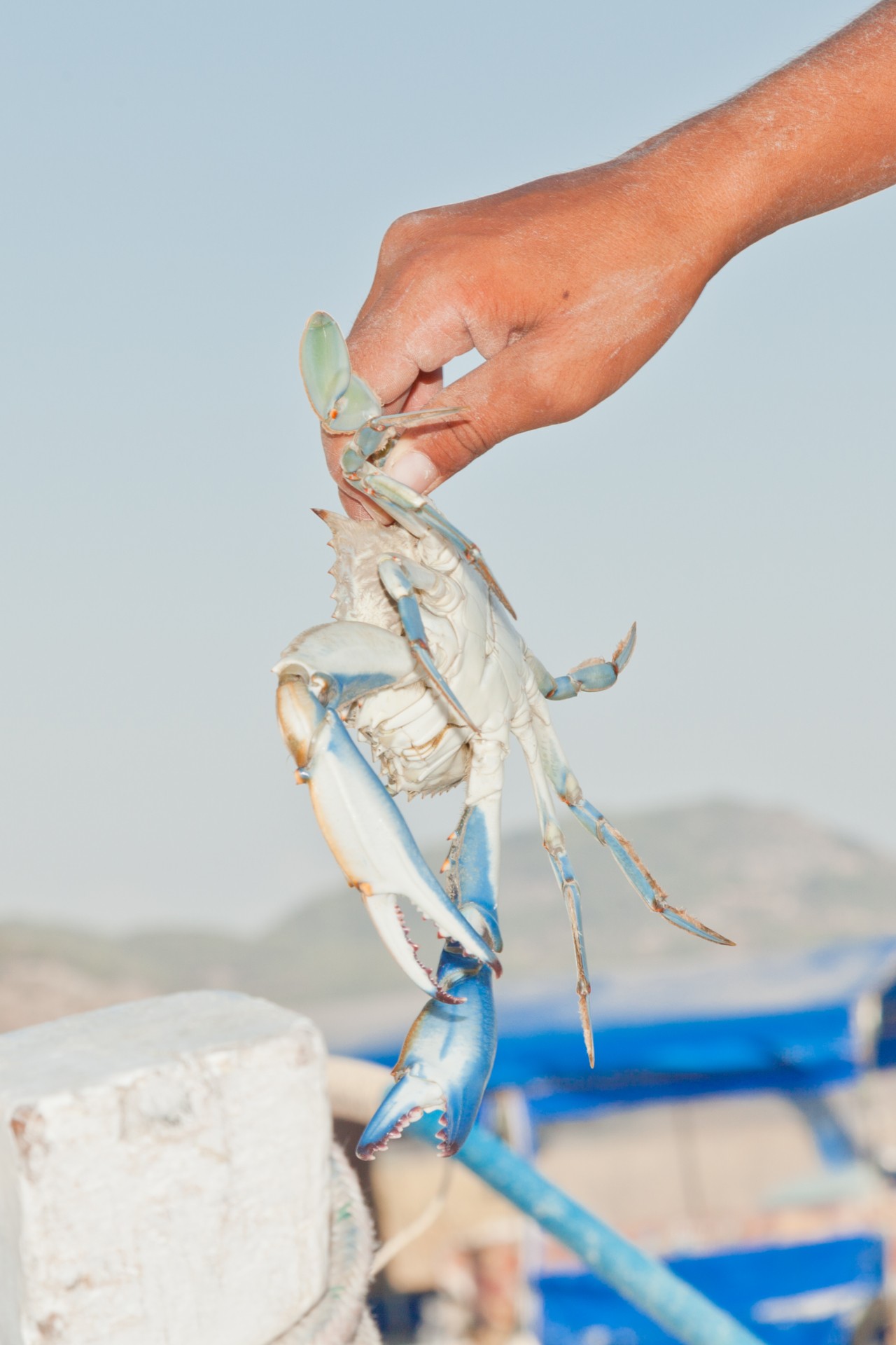 A hand holds up a blue crab from the waters of Turkey