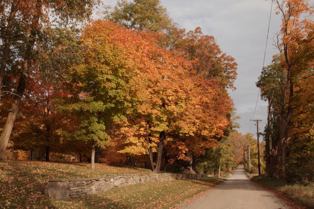 Early fall leaves turning gold and red in the sunshine by a country road