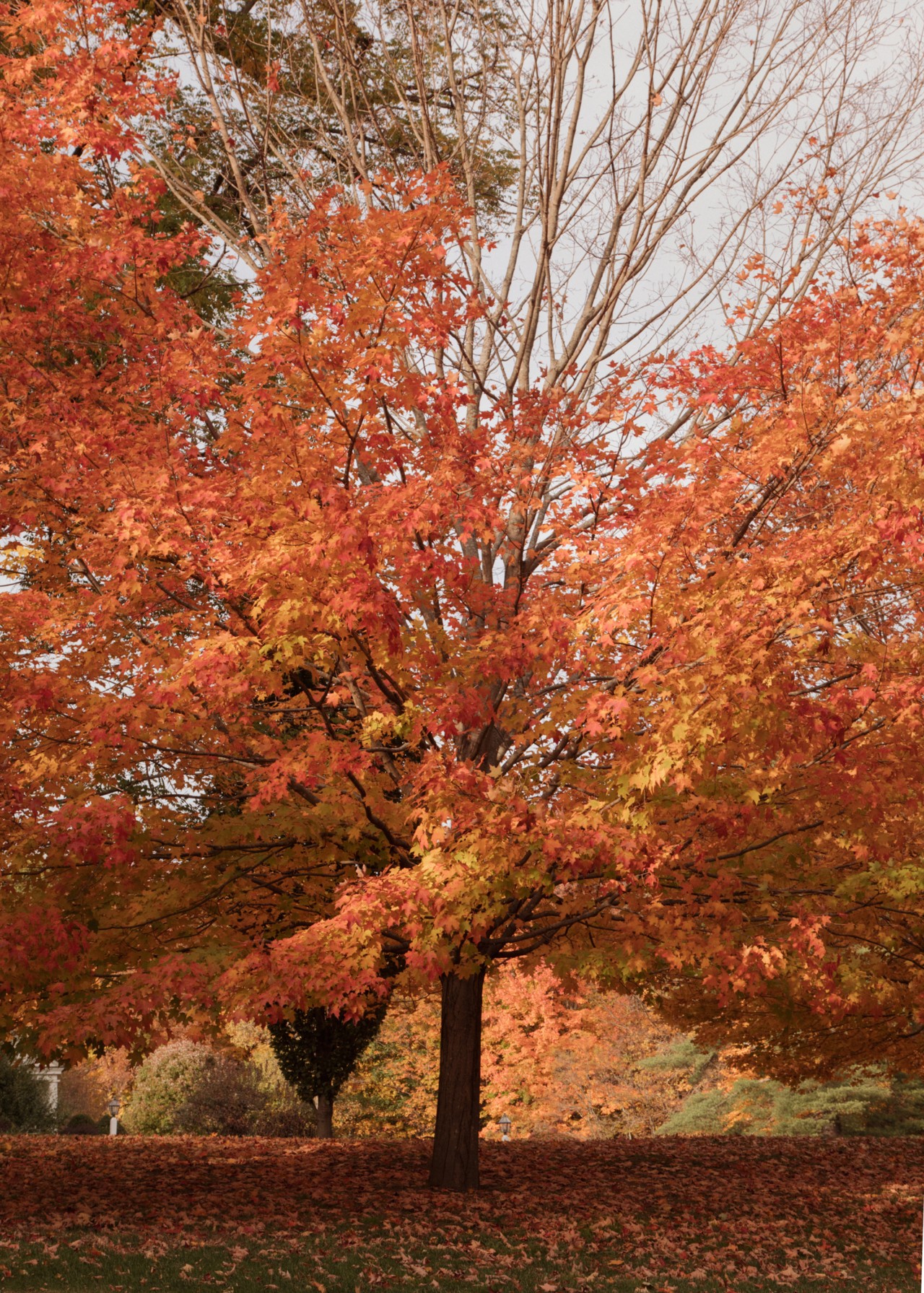 Early fall leaves turning red
