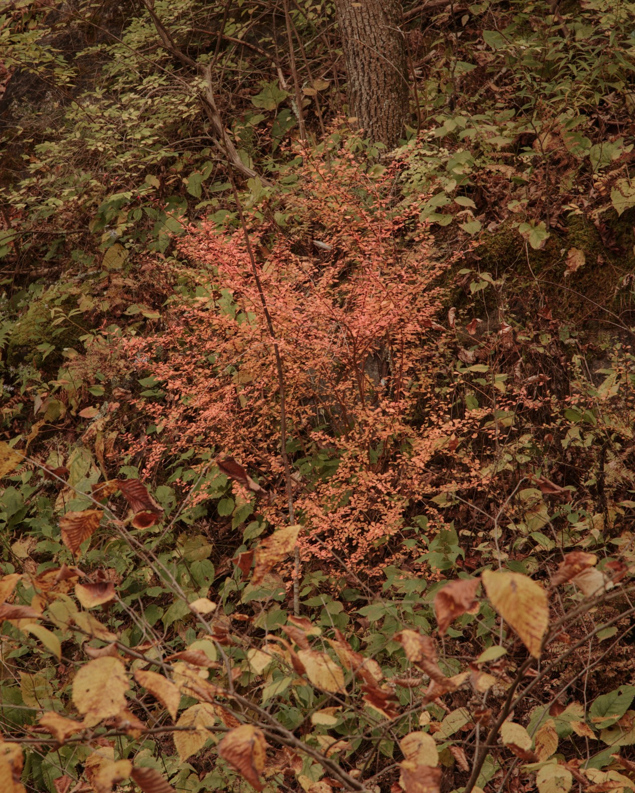 Early fall leaves turning red