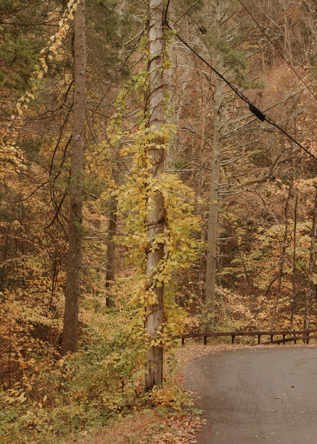 Early fall leaves looking golden