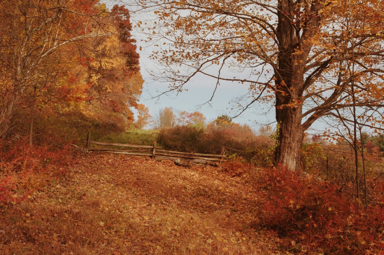 Early fall leaves turning red