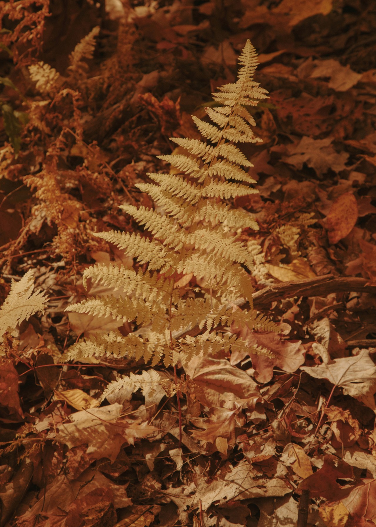 Early fall leaves looking golden