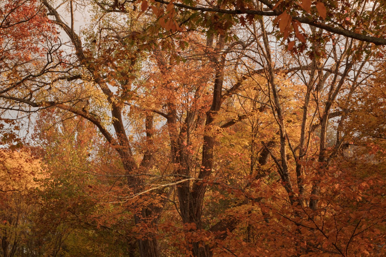 Early fall leaves turning red and golden in the sunshine