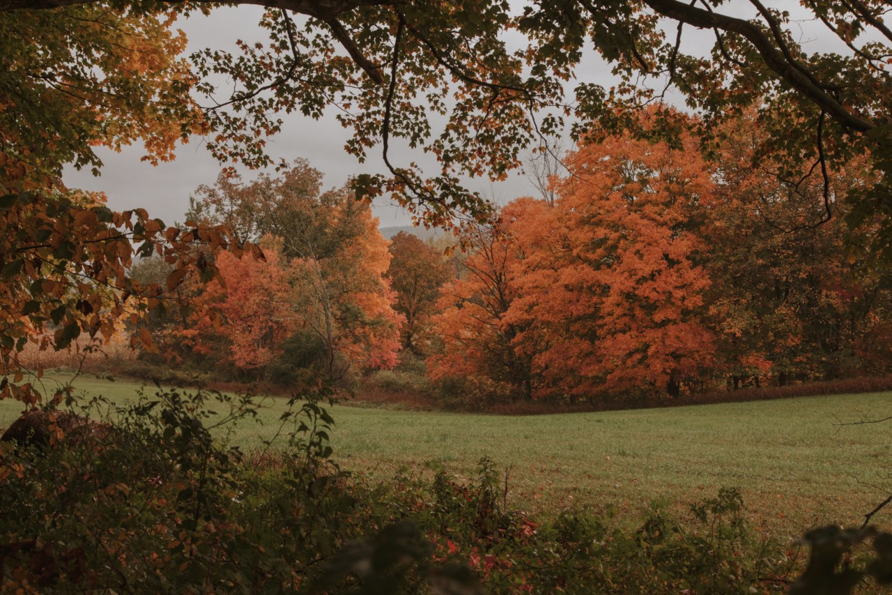 Early fall leaves turning red on trees