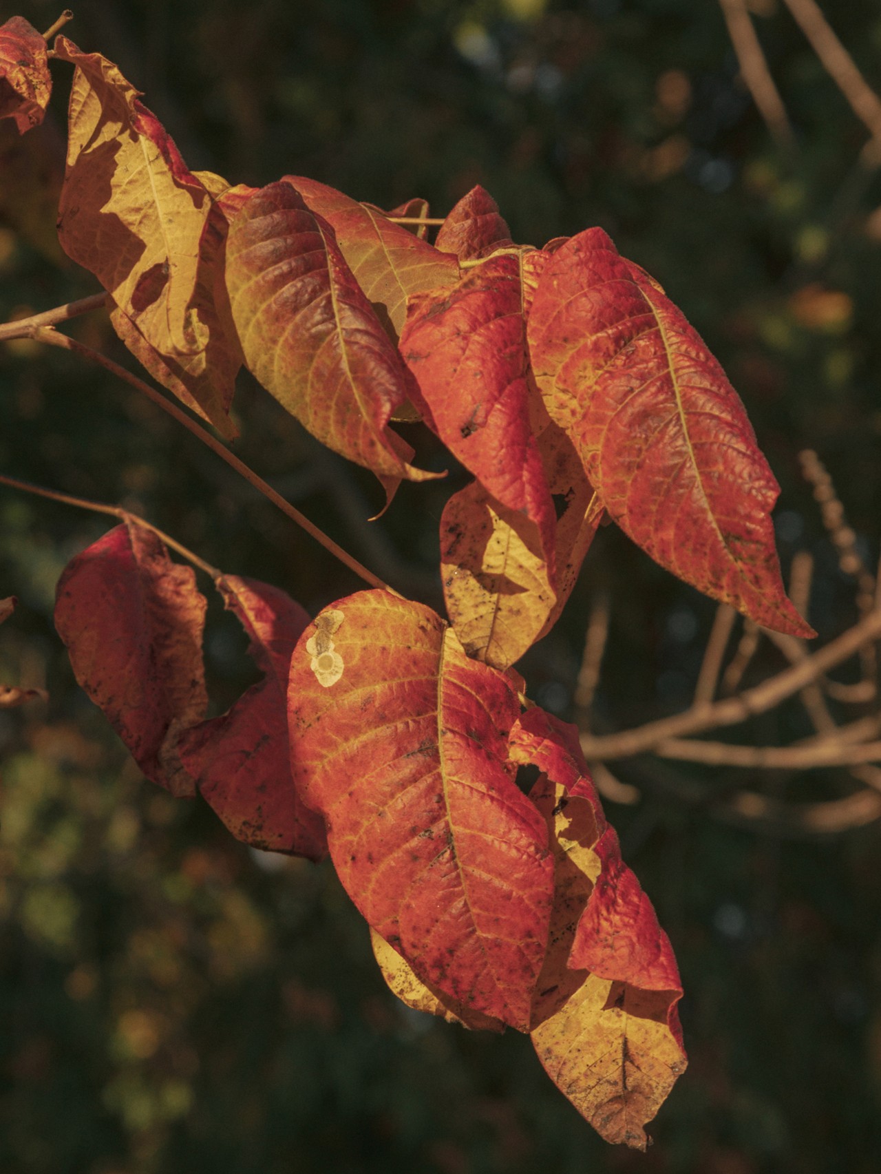 Early fall leaves turning red in the Hudson Valley of New York