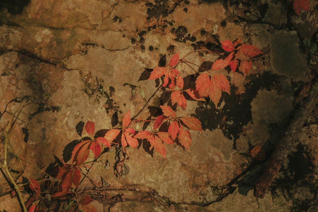 Early fall leaves turning red in the Hudson Valley of New York