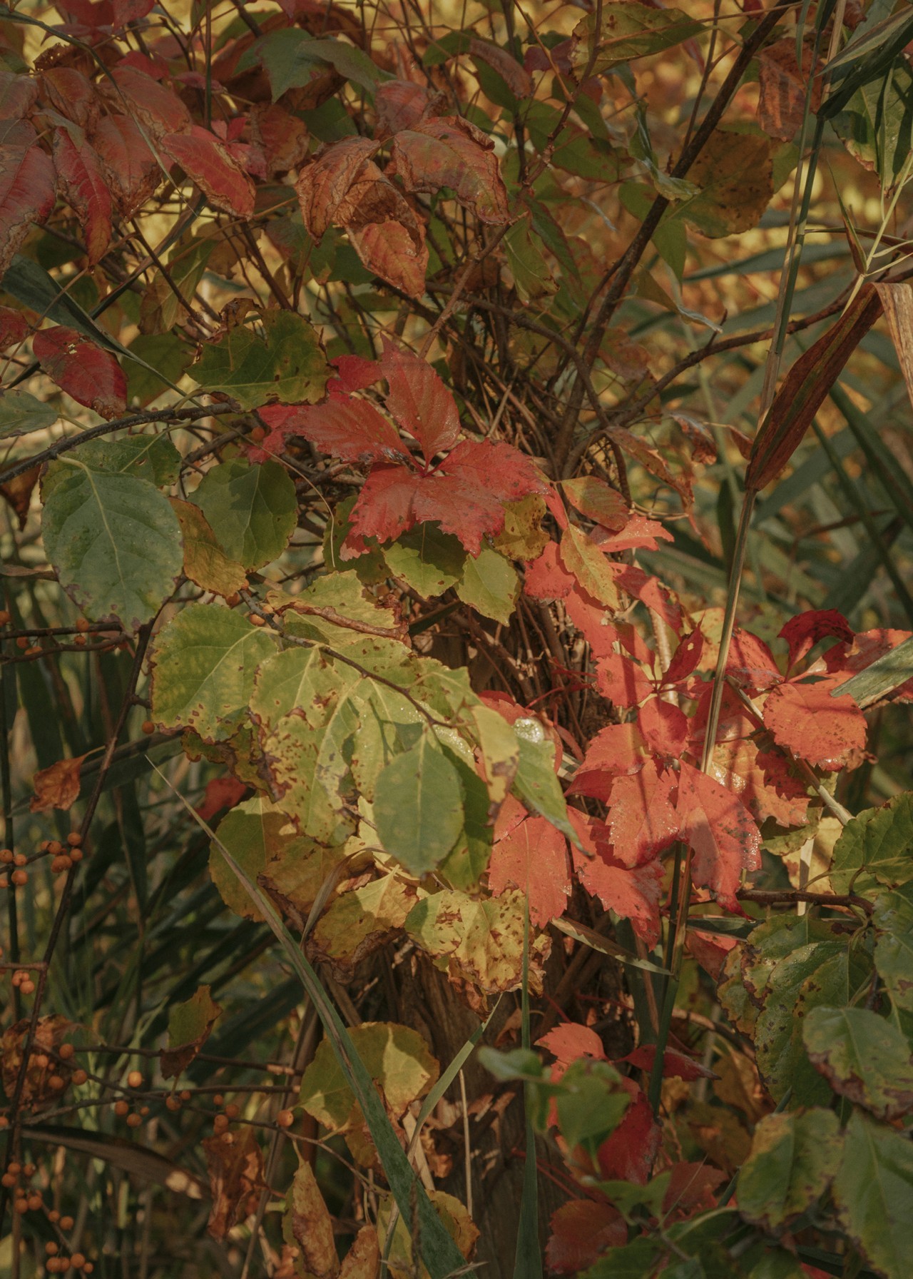 Early fall leaves turning red