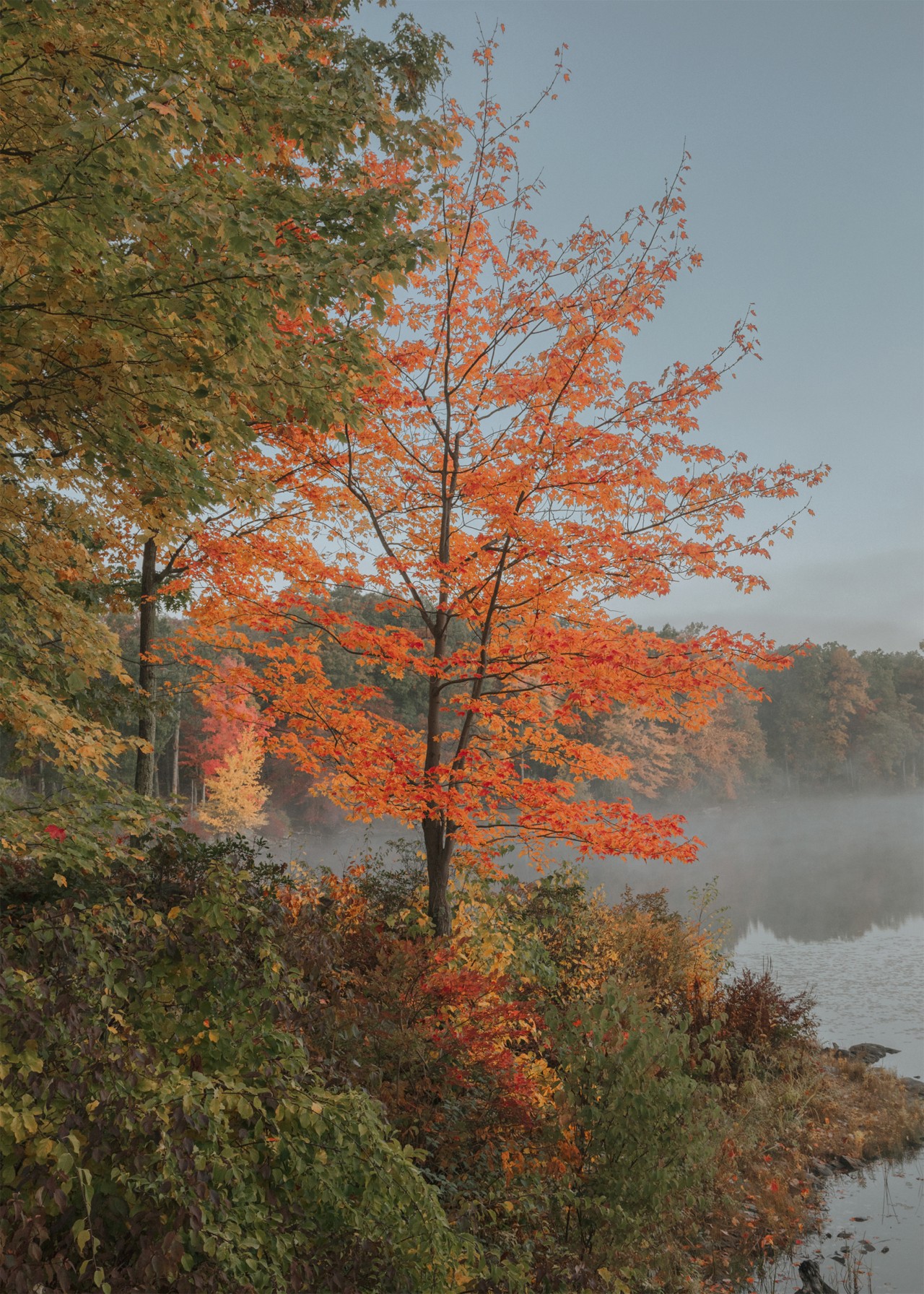 Early fall leaves turning red