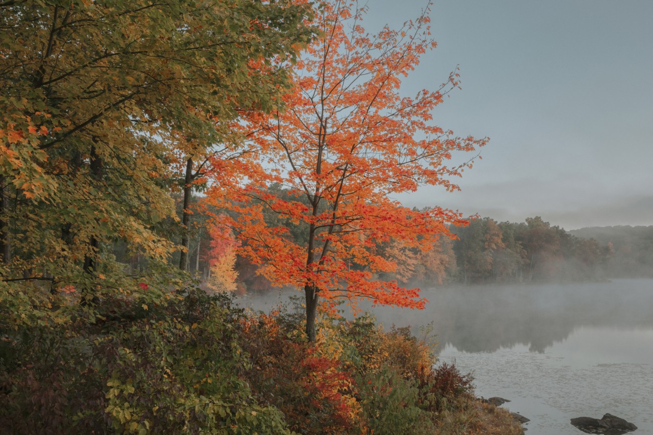 Early fall leaves turning red on a tree by the lake