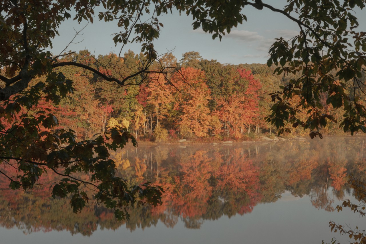 Early fall leaves turning red on trees by a lake