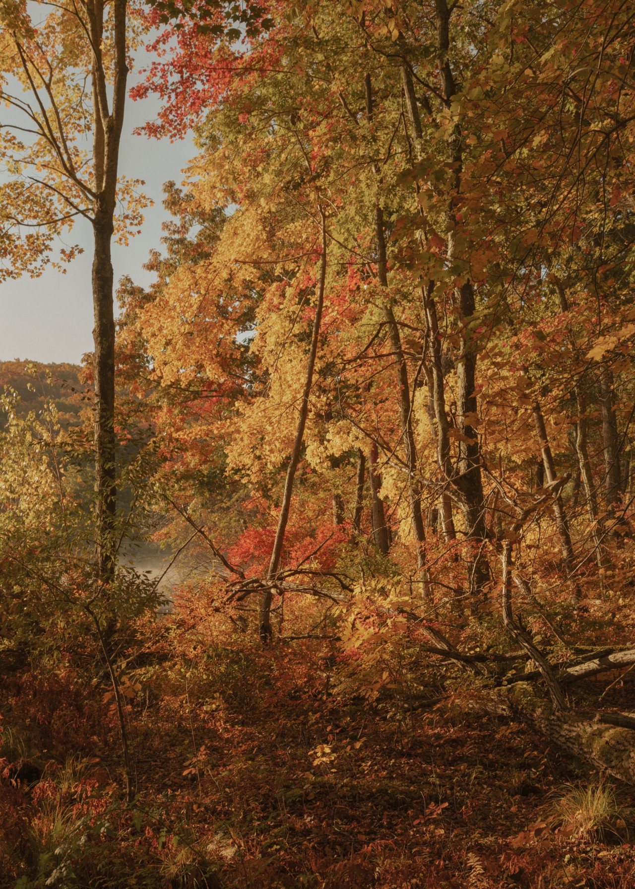 Early fall leaves looking red and golden in the sunshine
