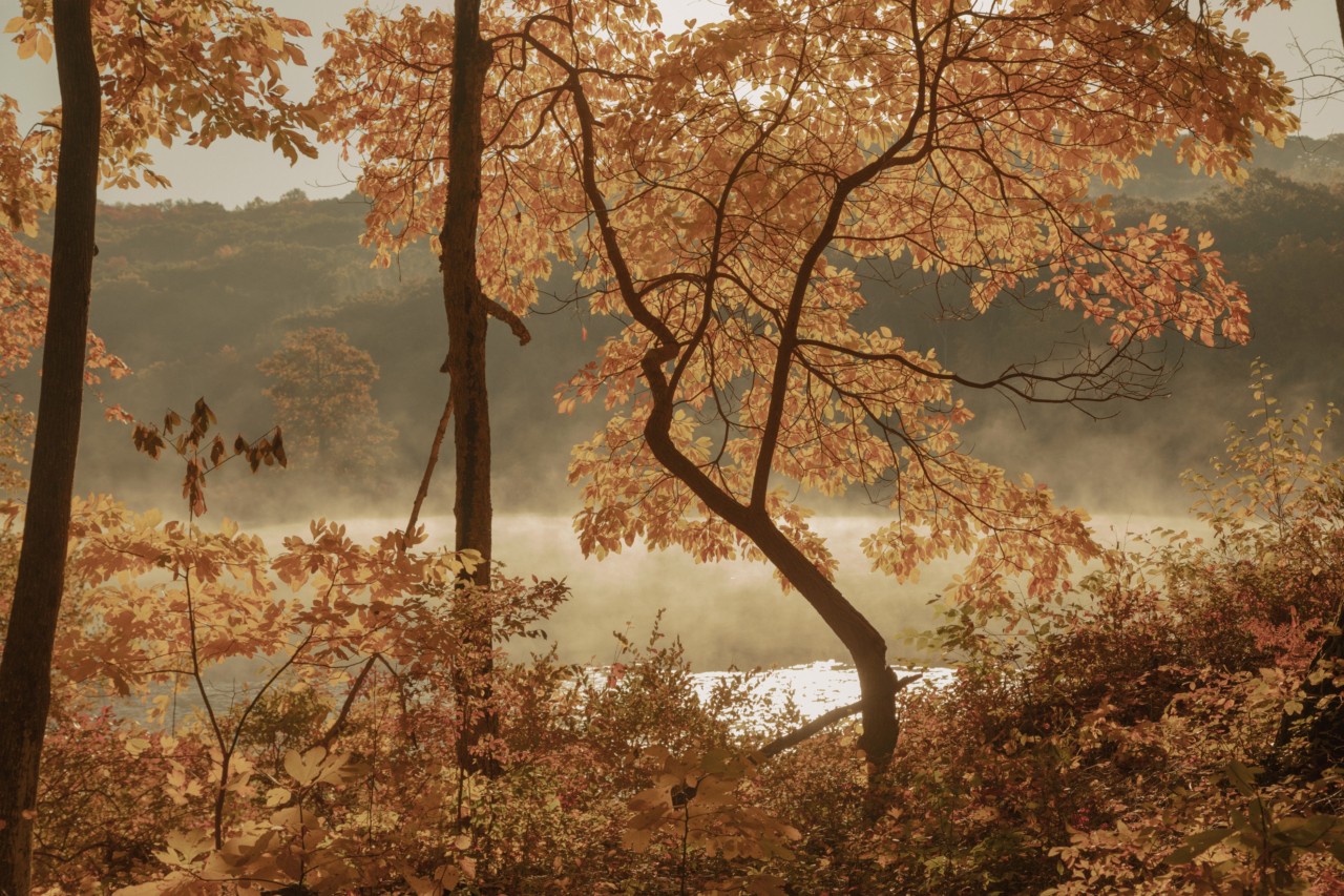 Early fall leaves