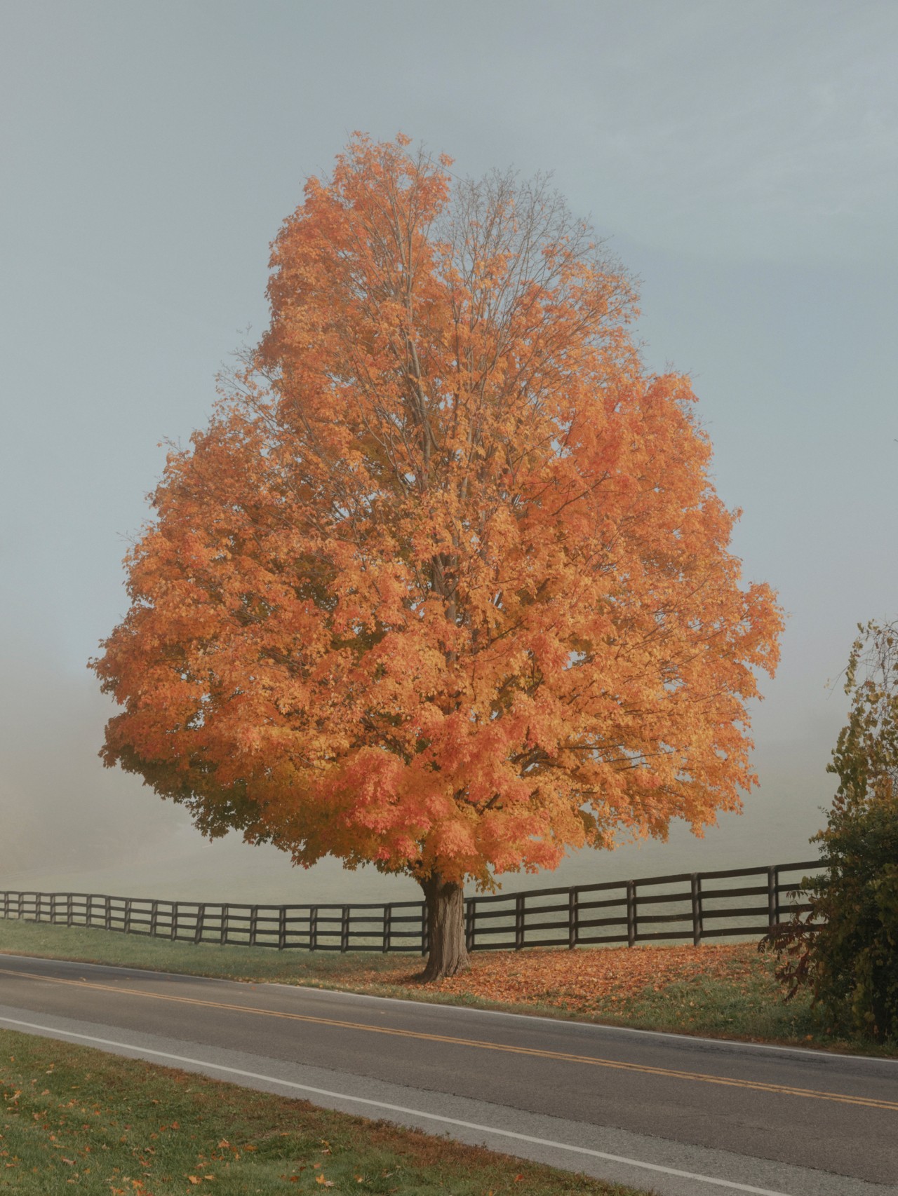 Early fall leaves on a tree turning red