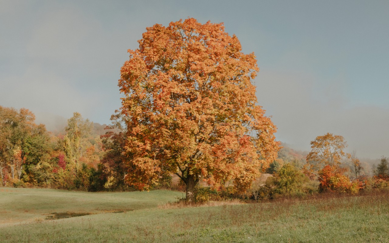 Early fall leaves looking golden in the sunshine