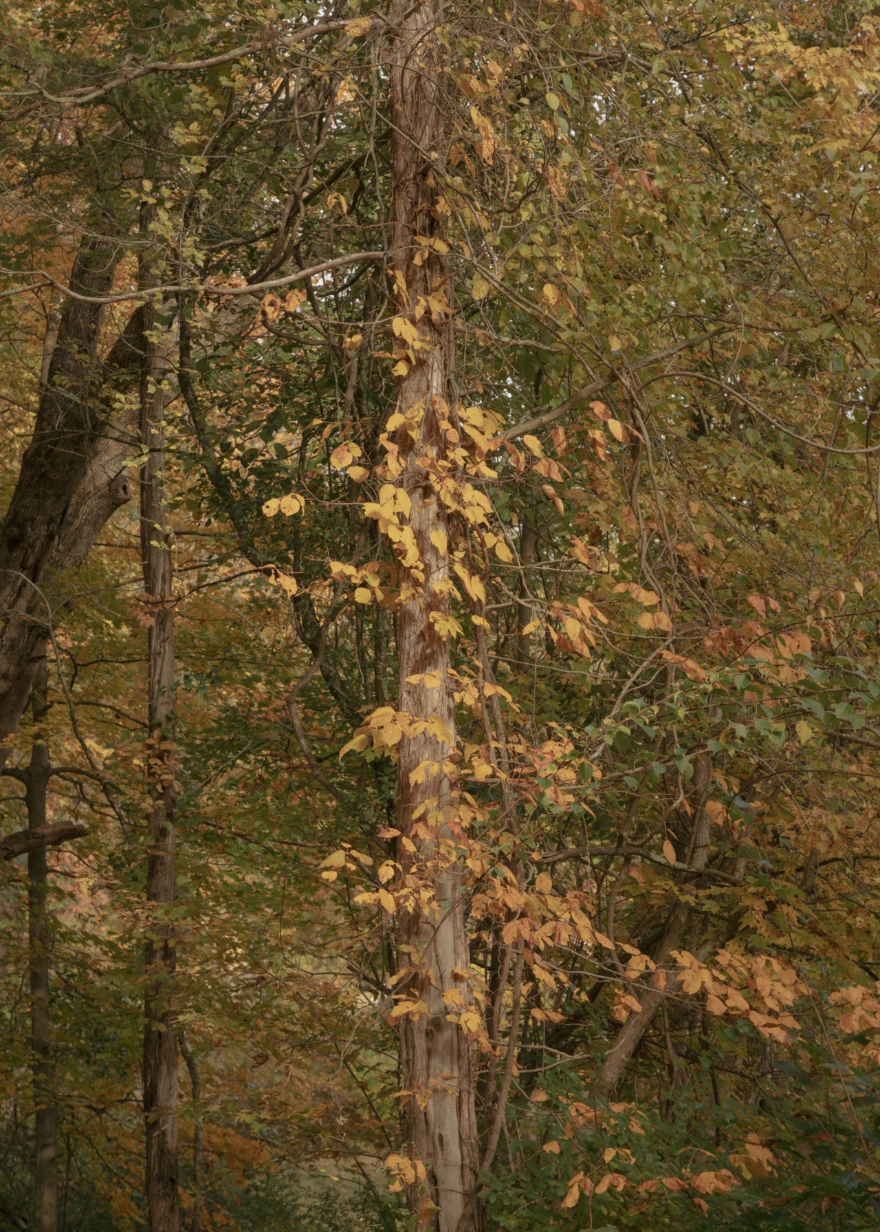 Early fall leaves looking golden in the sunshine