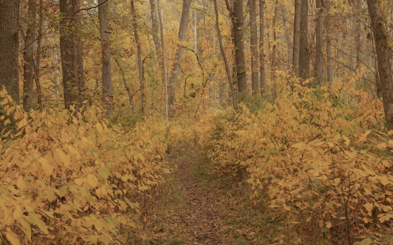 Early fall leaves looking golden