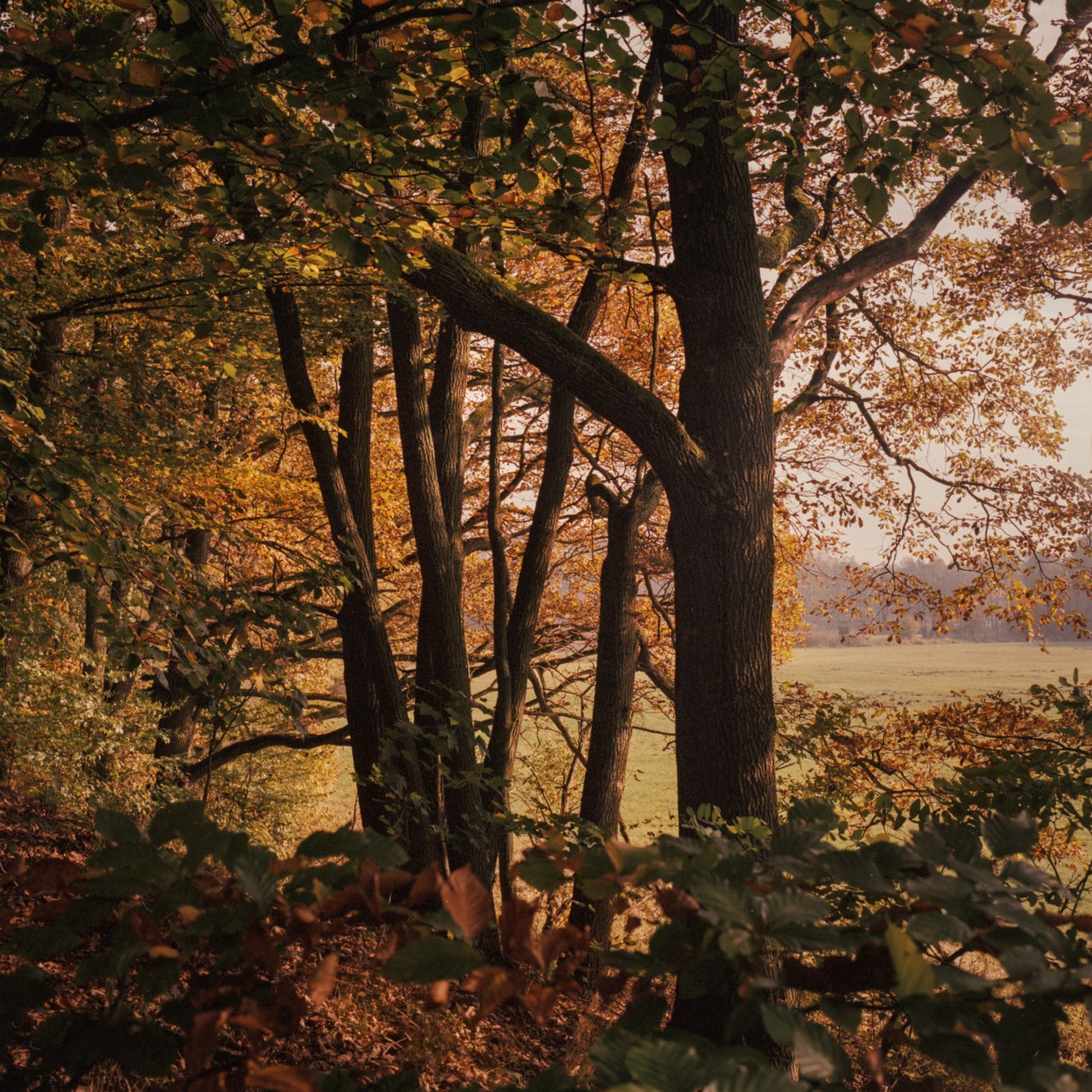 Early fall leaves looking golden in the sunshine