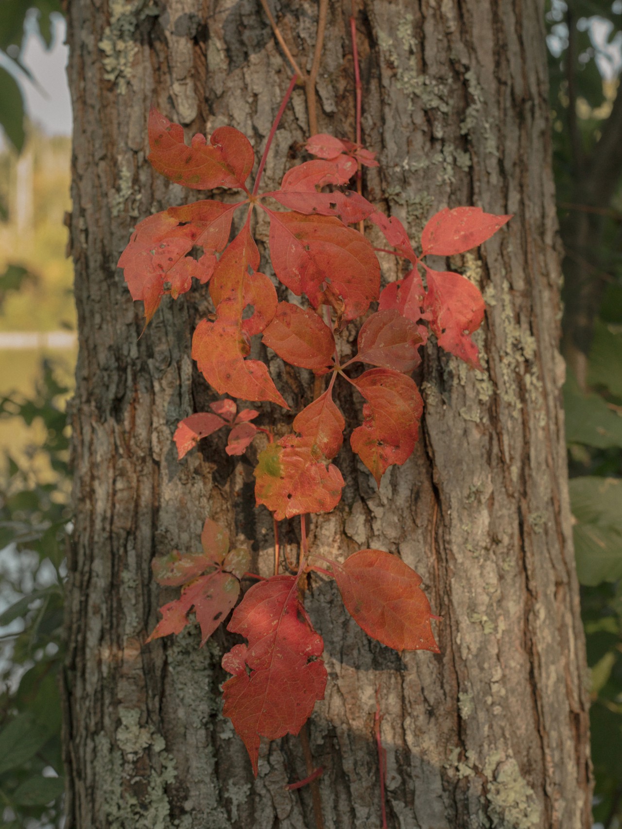 Early fall leaves turning red
