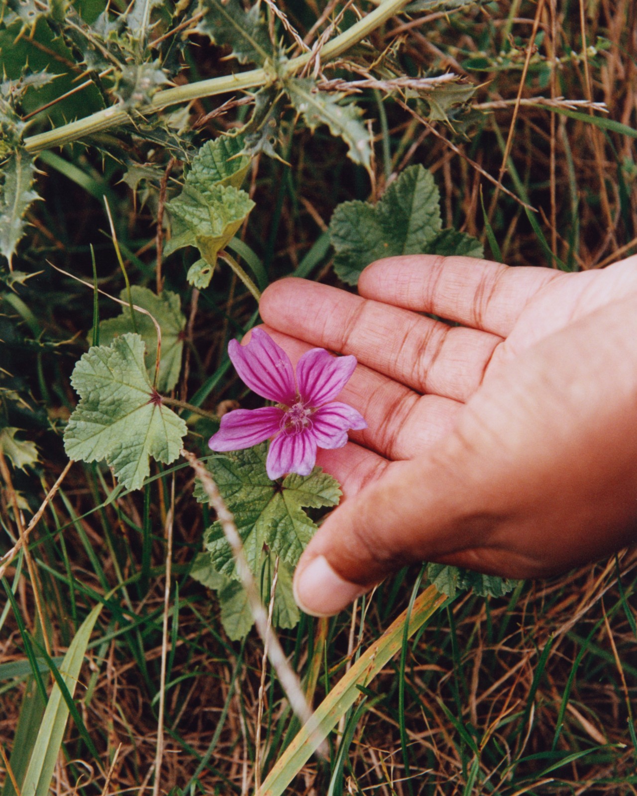 A hand delicately holds a small pink flower growing amongst the weeds.