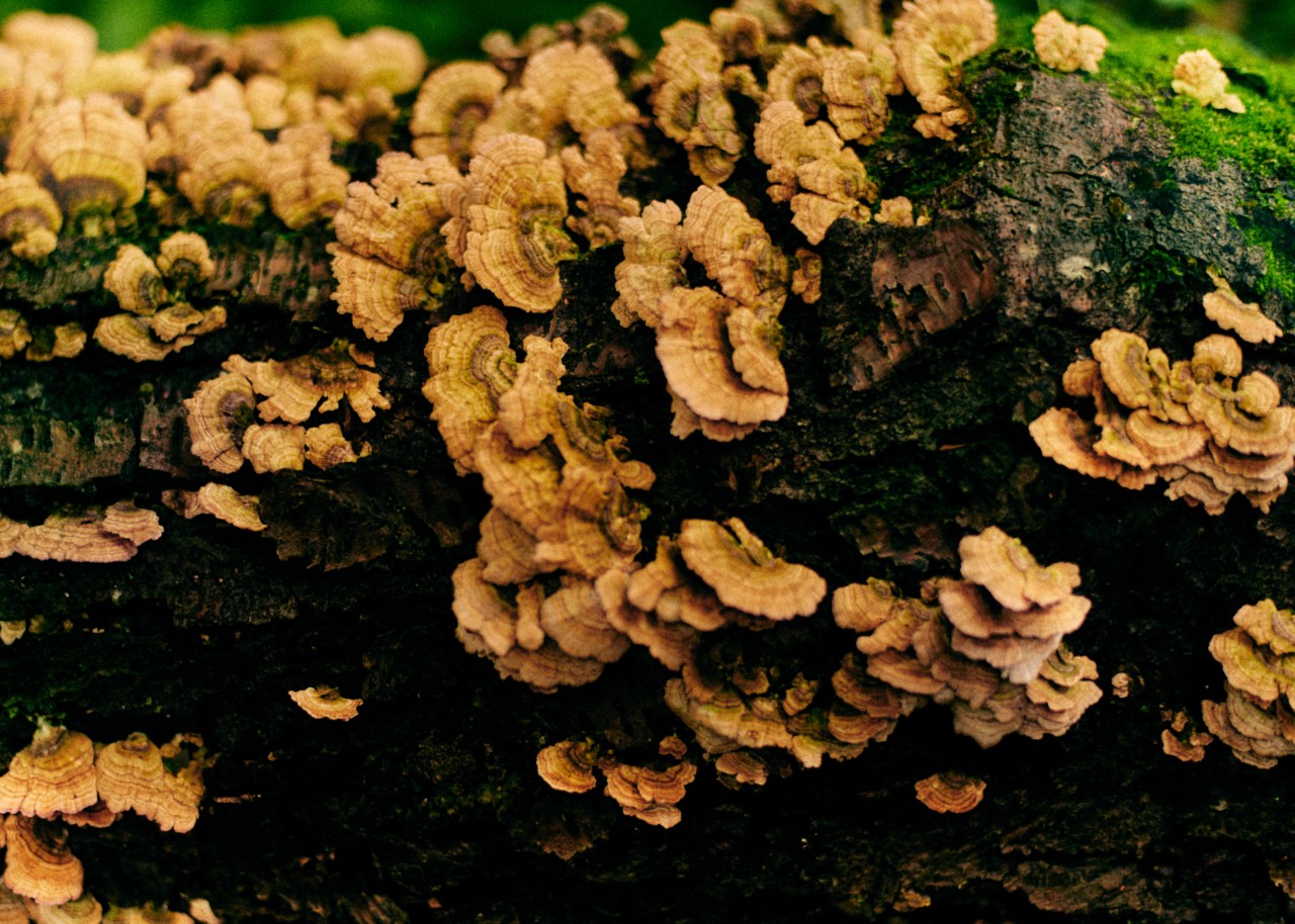 Several pockets of mushrooms grows along tree bark.