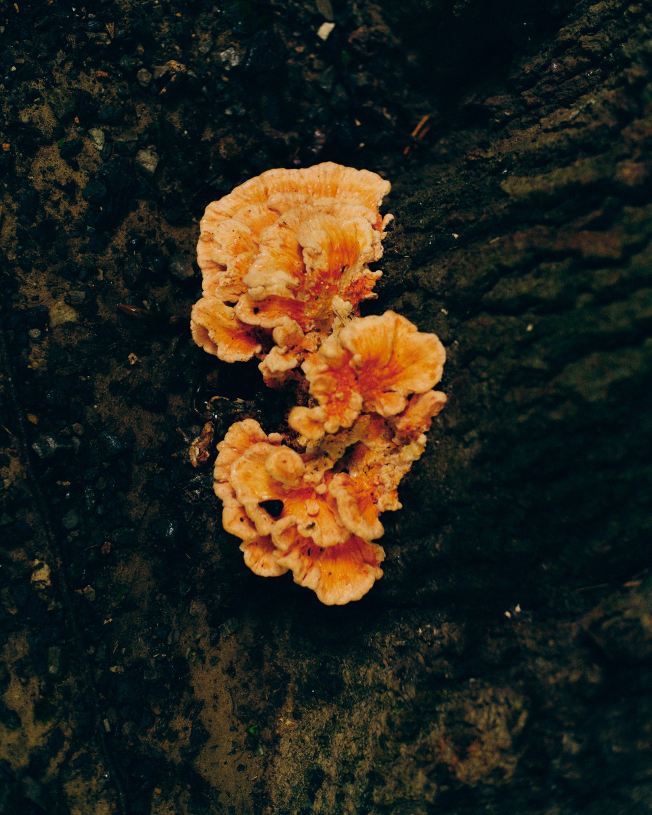 An orange mushroom grows on the dark bark of a tree.