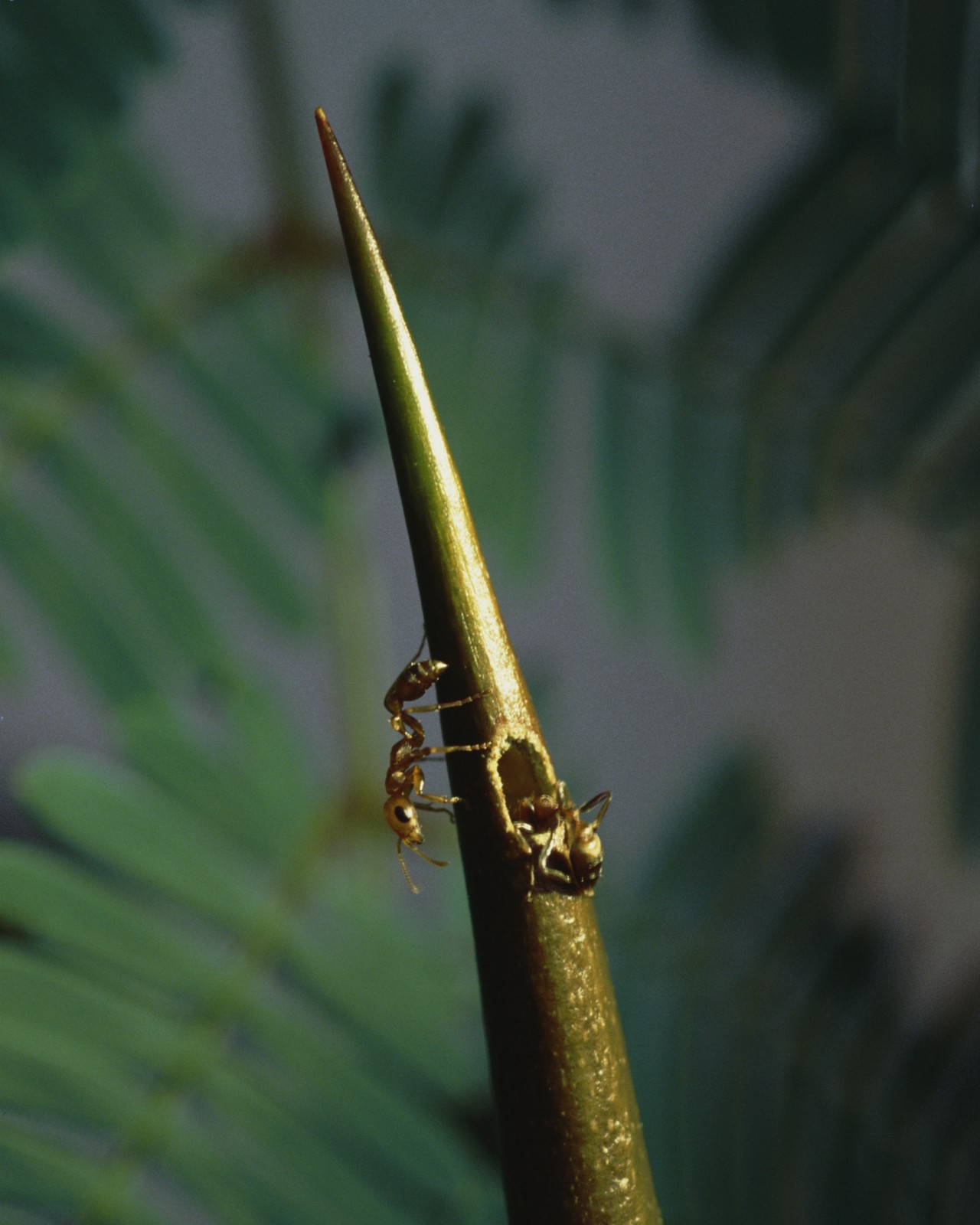 Symbiotic Ant-Plants and the Changing Math of Mutualism