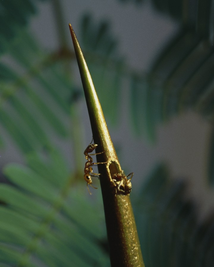 Symbiotic Ant-Plants and the Changing Math of Mutualism