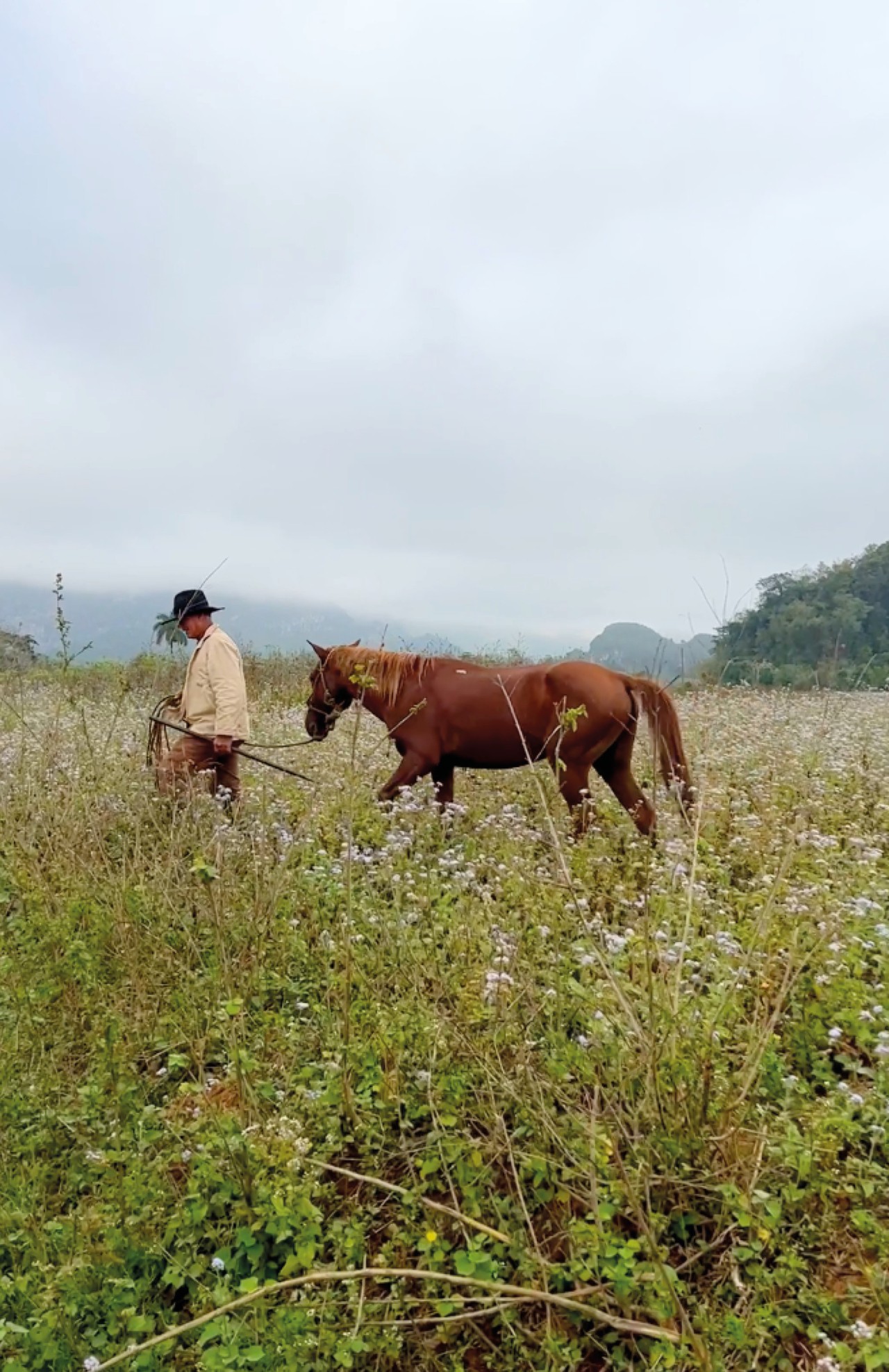 A person leads a brown horse through the field.