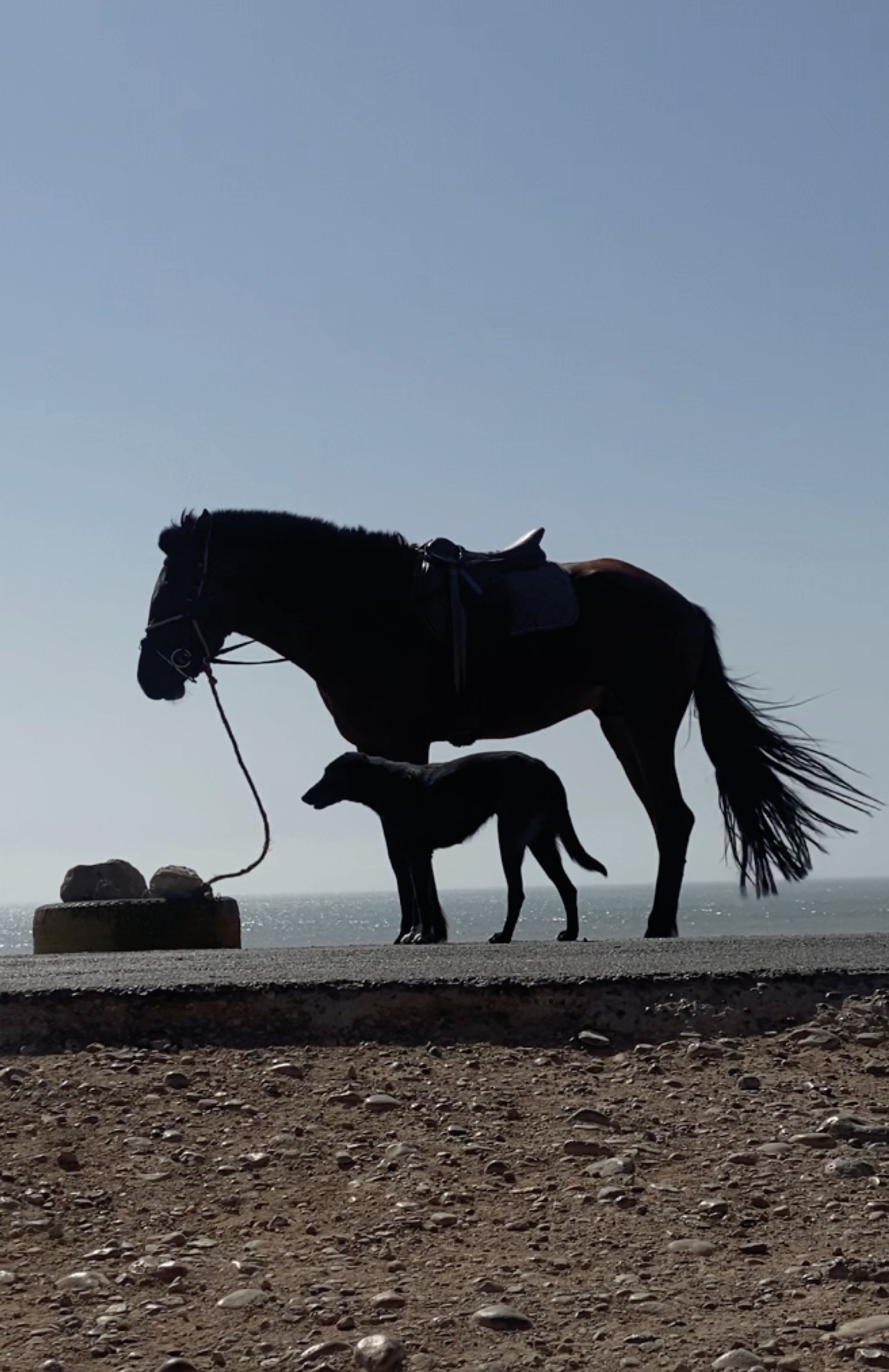 A horse and a dog stand in front of the sea.