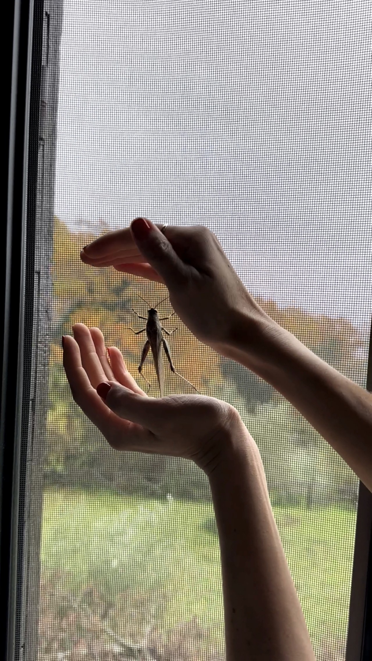 Two hands cup a small insect that hangs onto the mesh of a window.