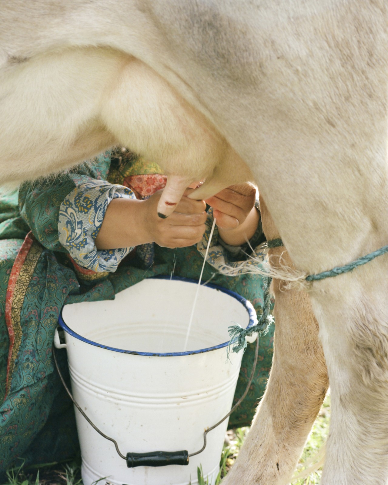 Two hands milk the utters of a cow.