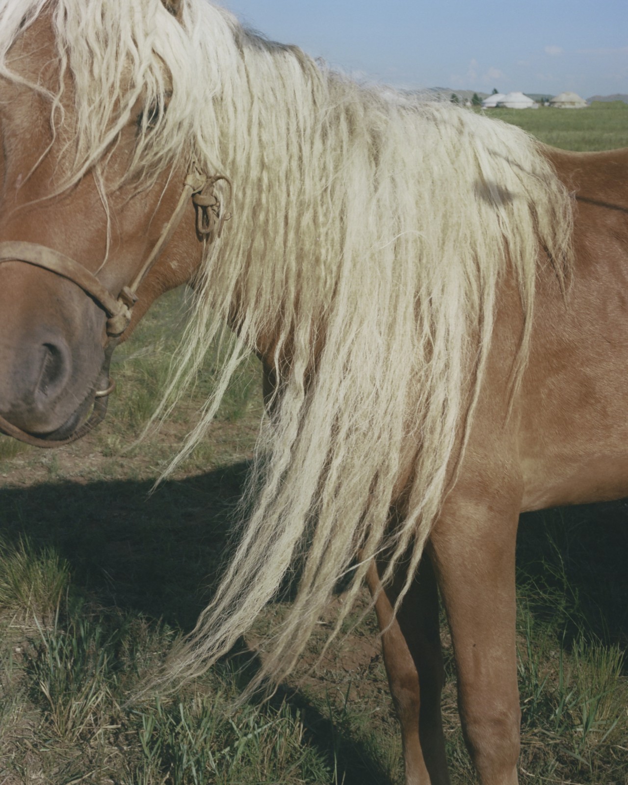 A brown horse with a yellow mane peers at the camera.