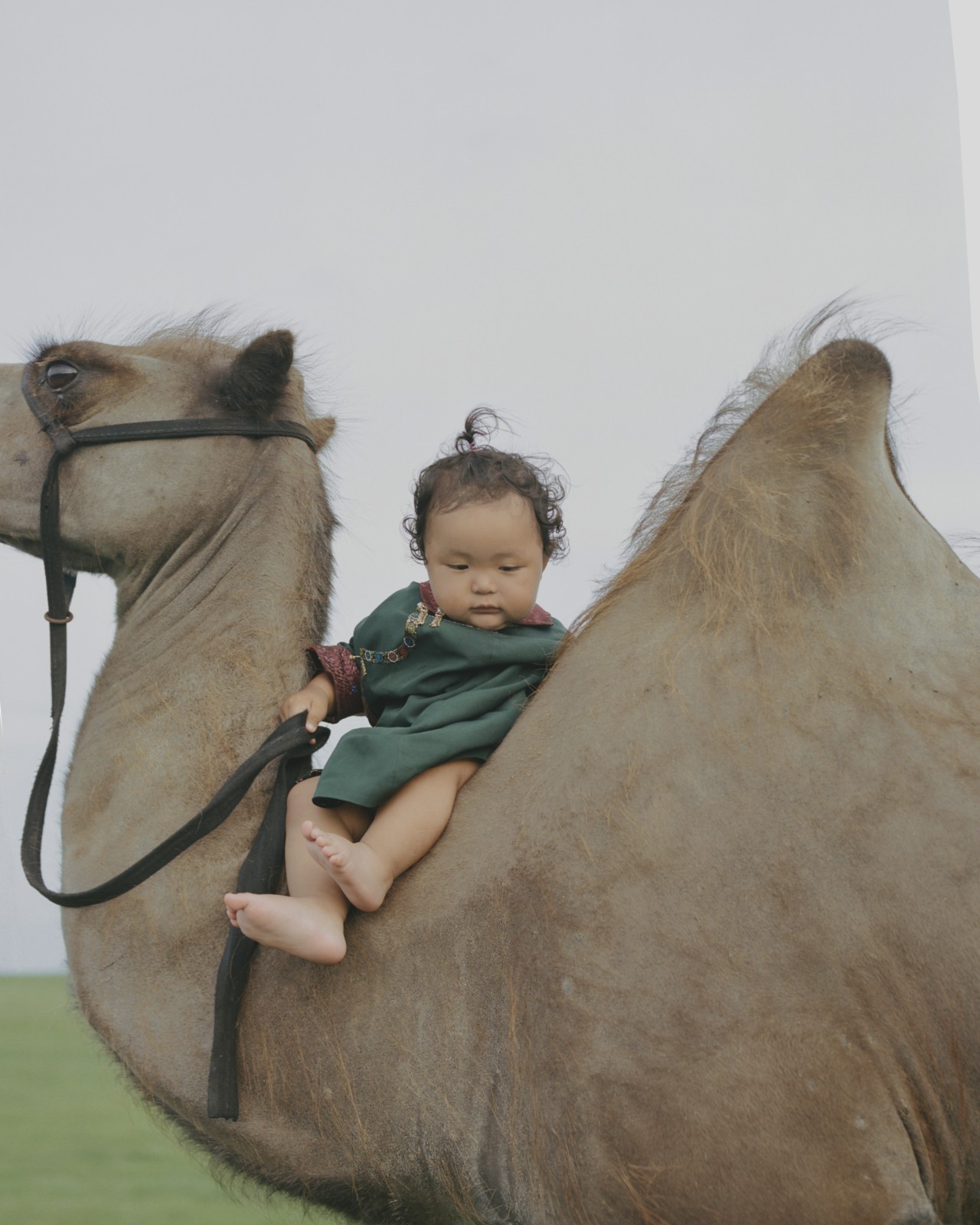 A baby sits in the crevice of a camel's back.