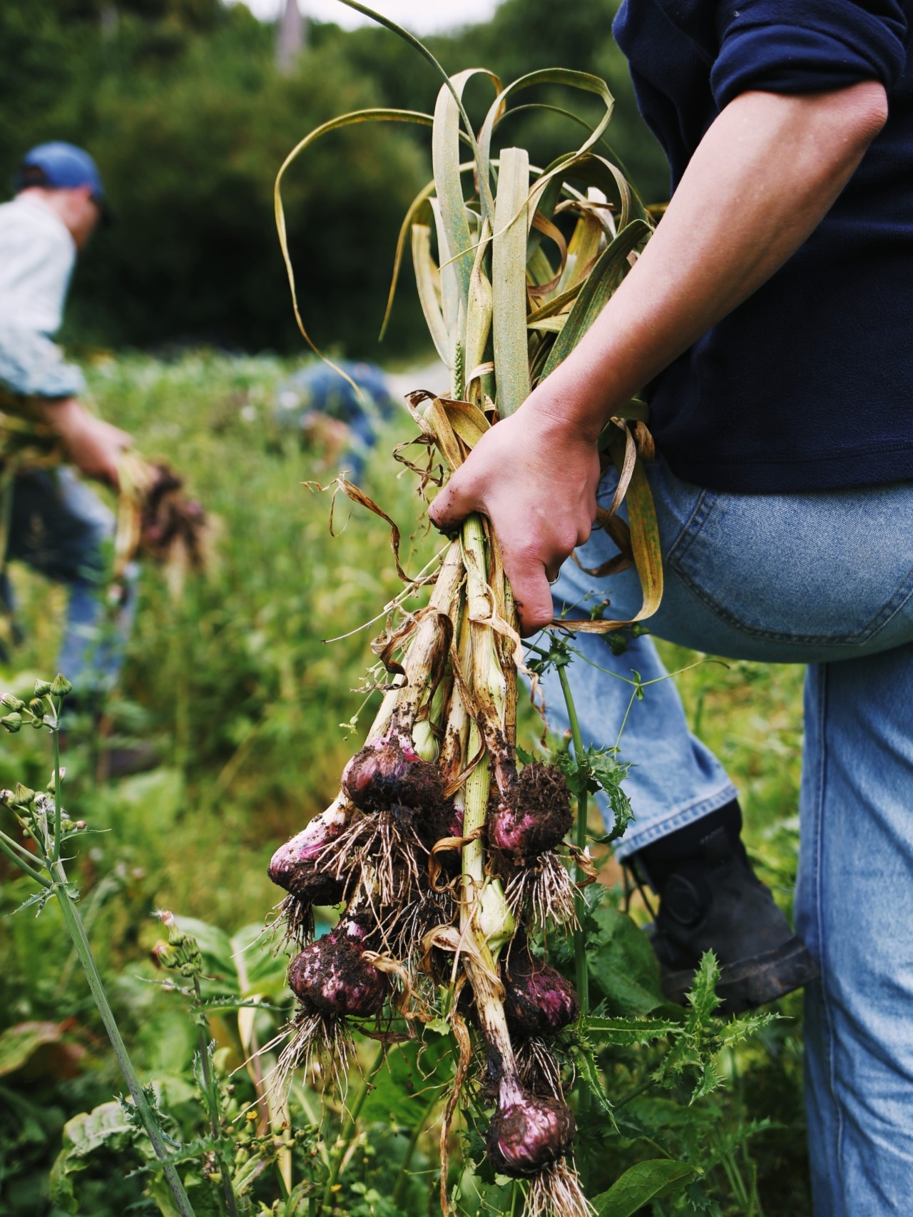 A person carries in one hand a bunch of uprooted vegetables.