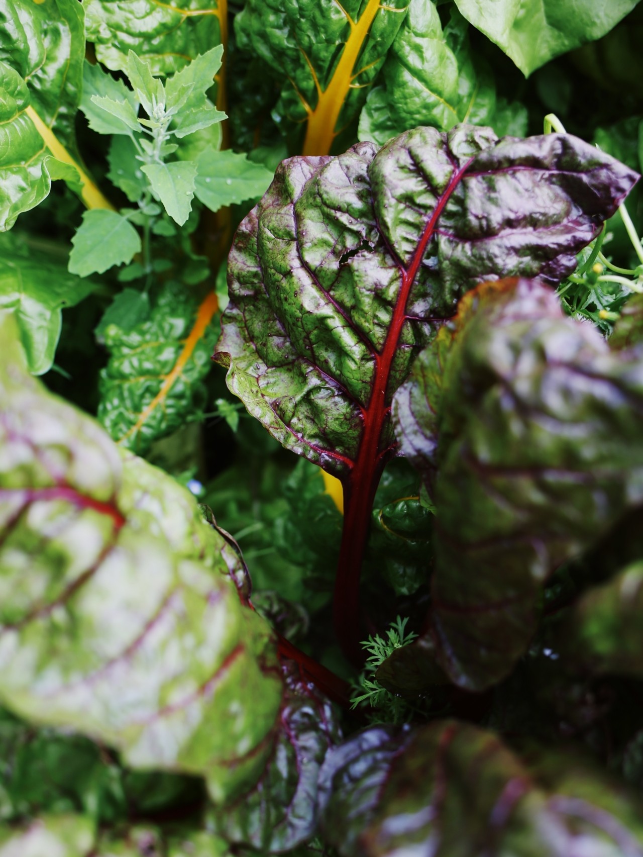 Purple lettuce grows from the ground.
