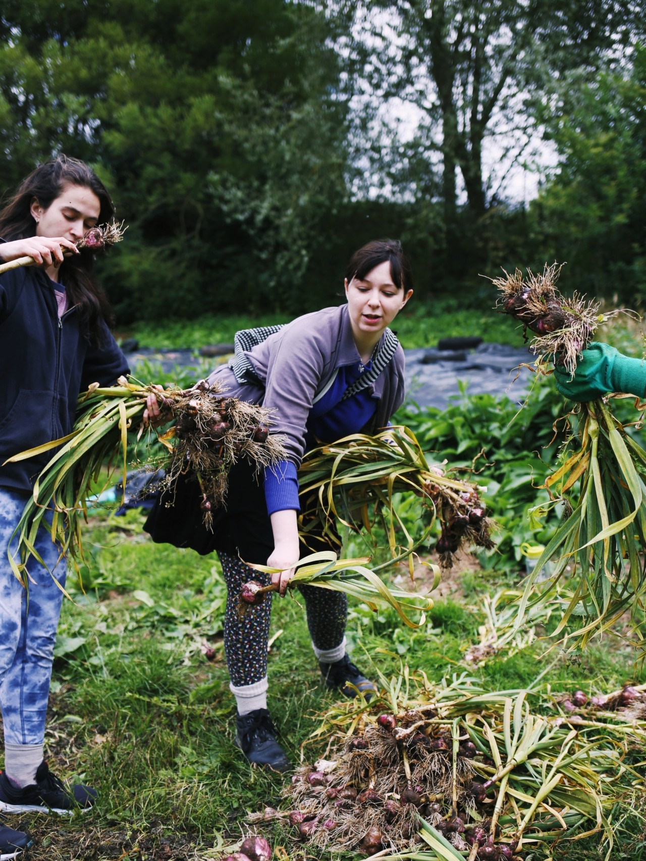Two people carry uprooted plants in a forest clearing.