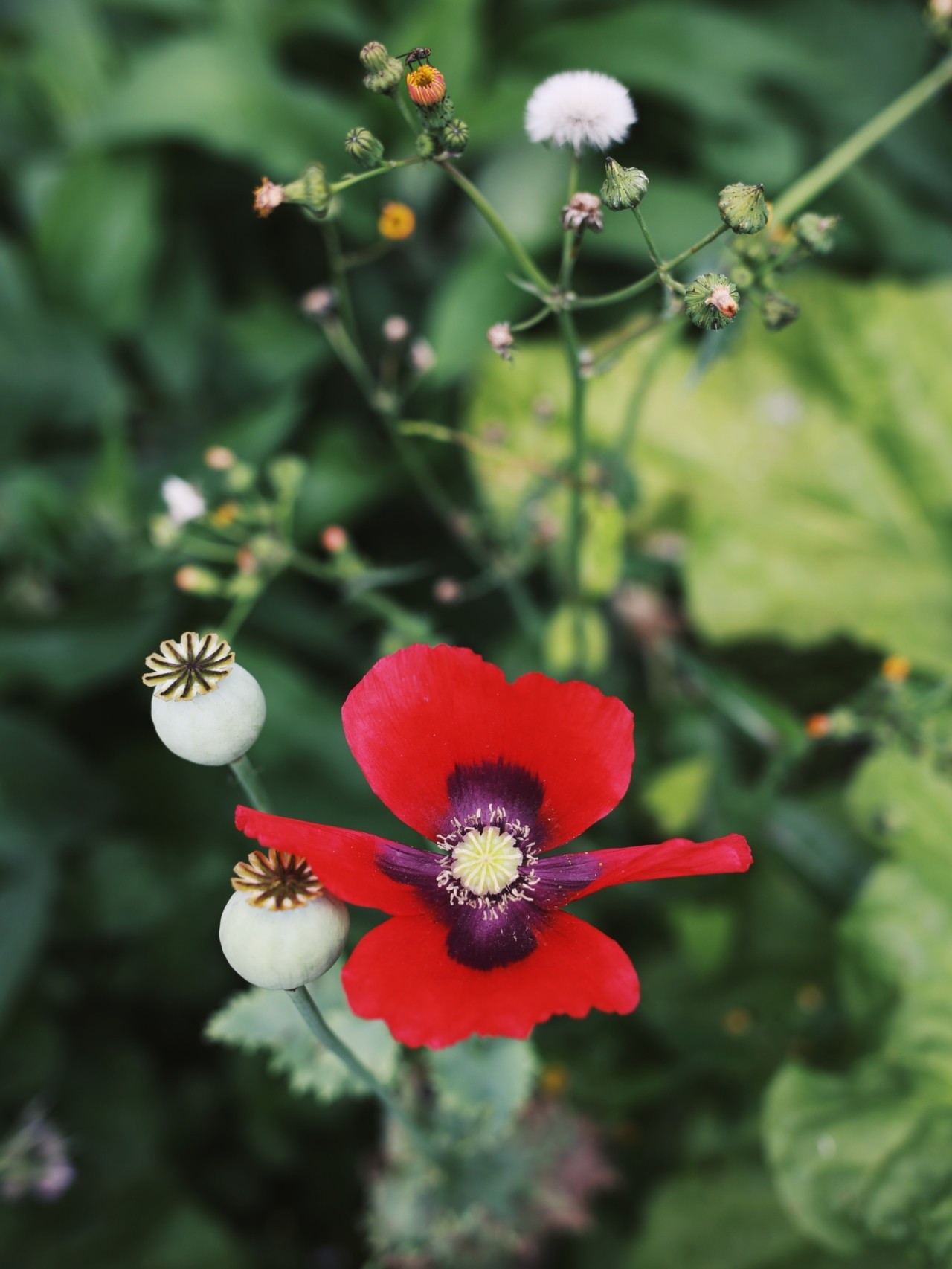 A bright red flower grows from a plant.