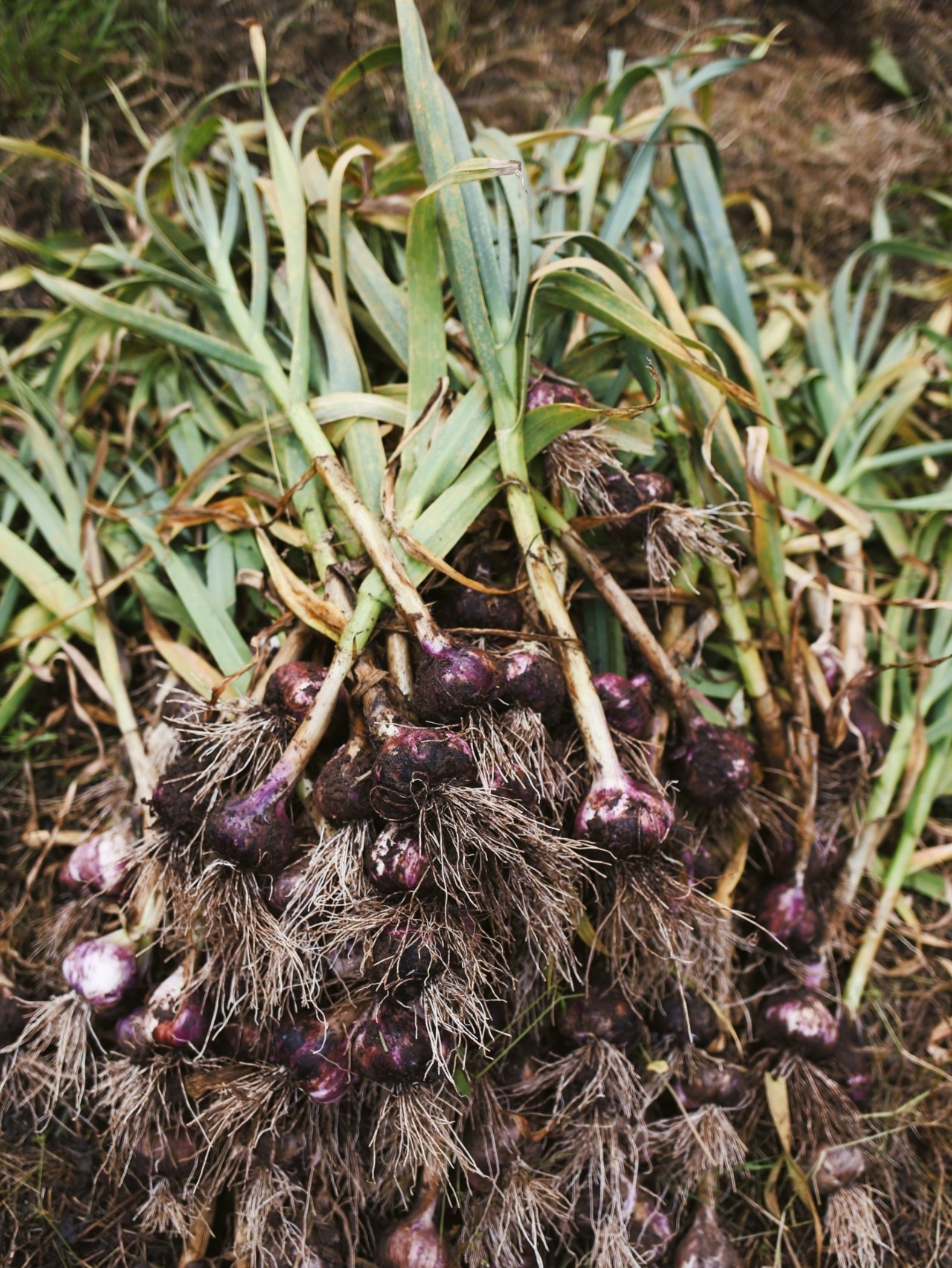 A pile of uprooted vegetables lying in the dirt.