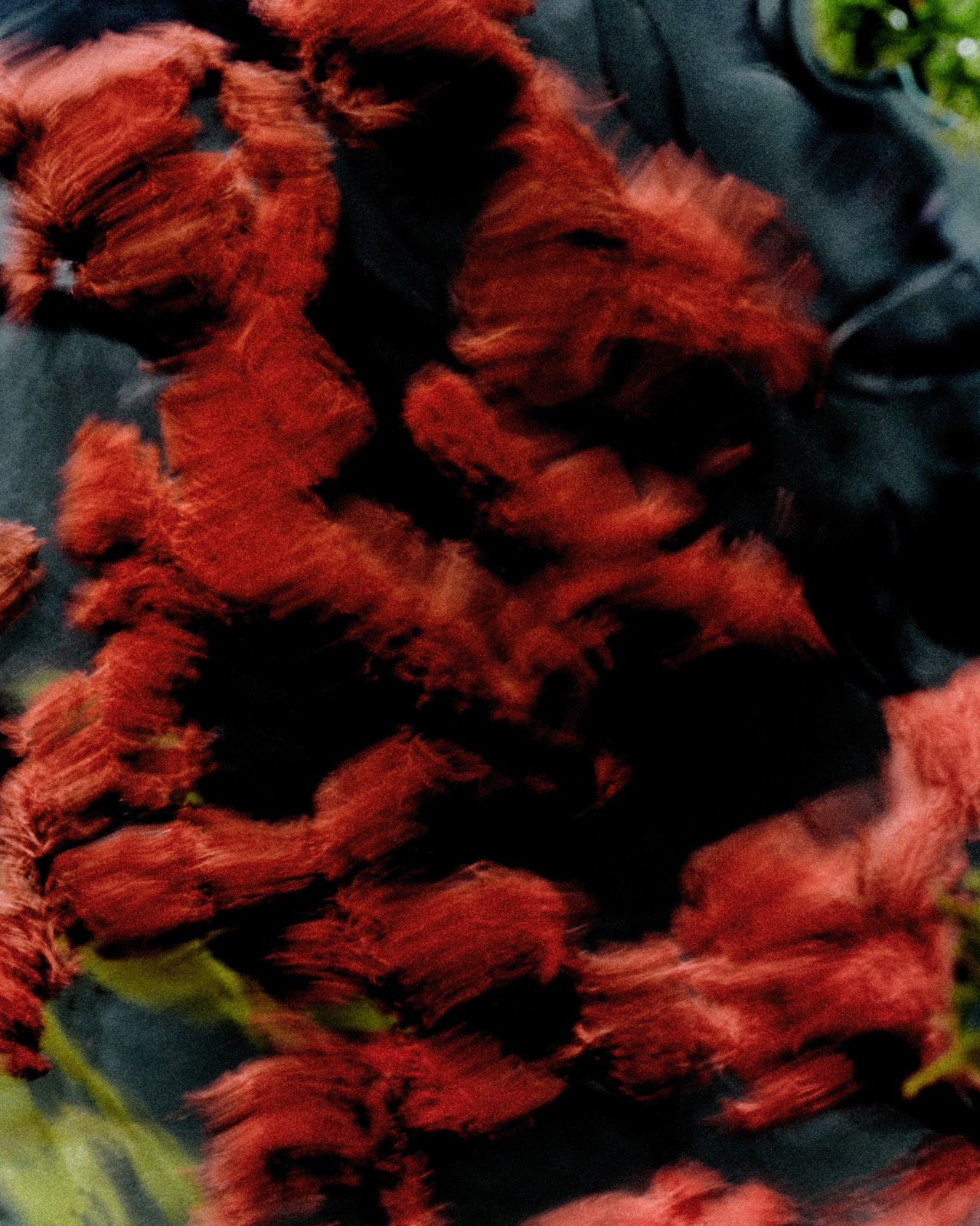 A blurry shot of red lichen.