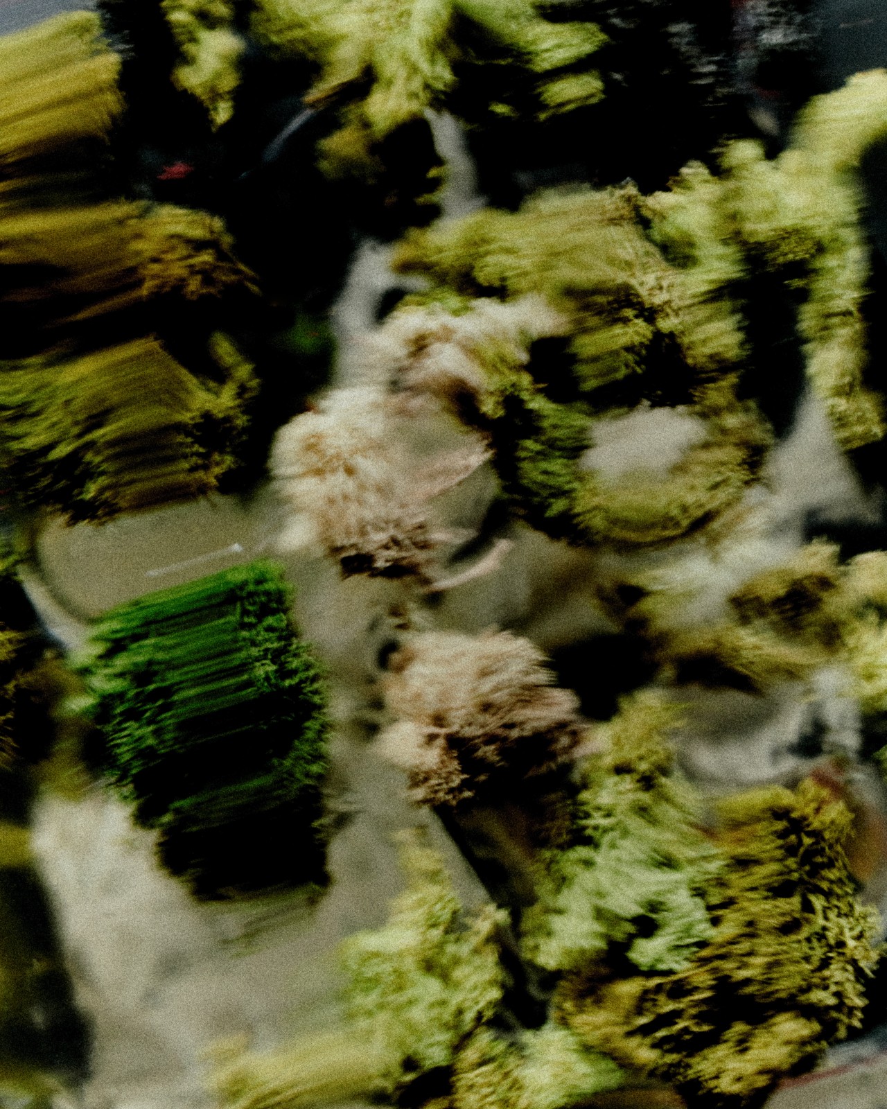 A blurry texture shot of green colored lichen and slime mold.