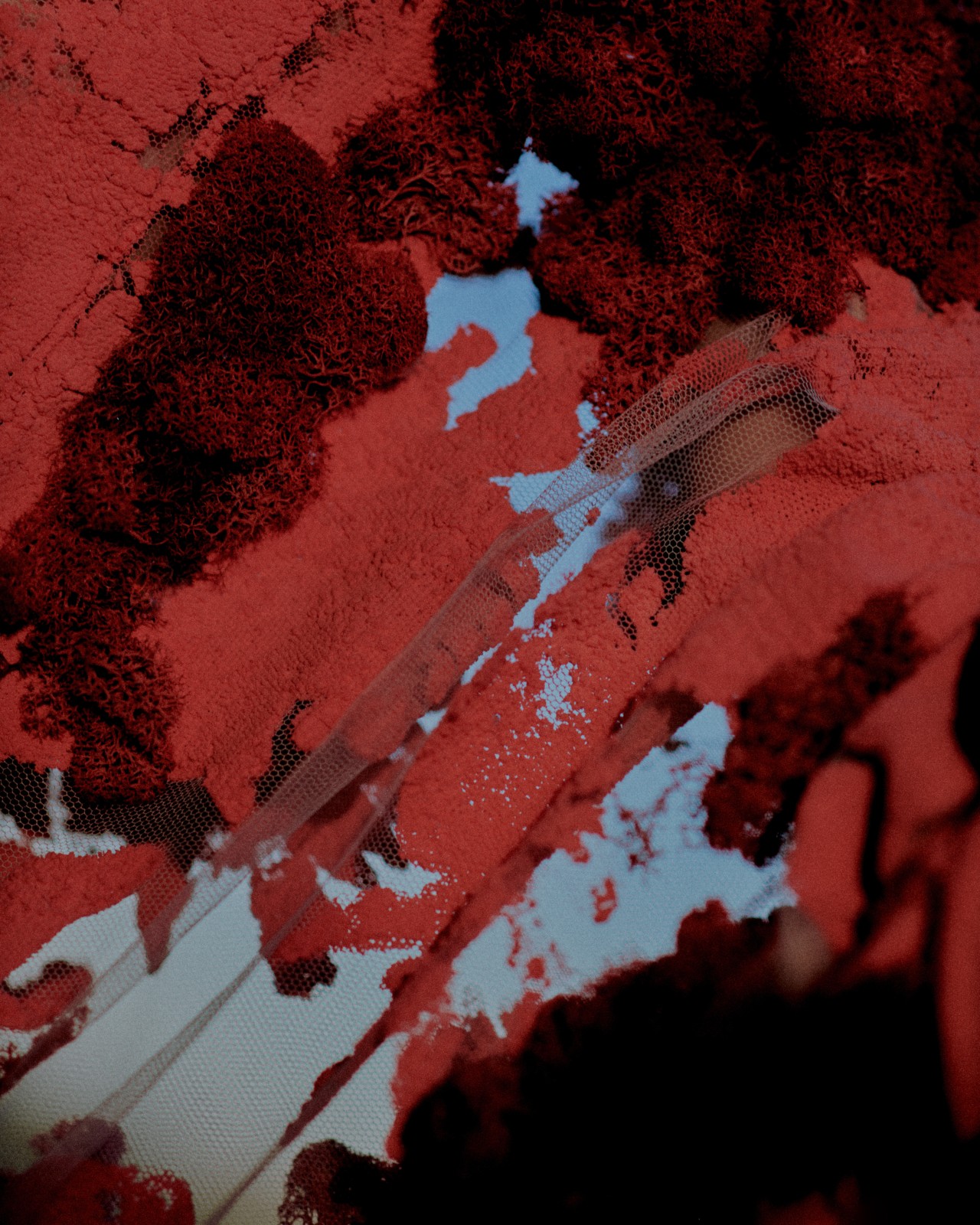 A texture shot of bright red material made from lichen.