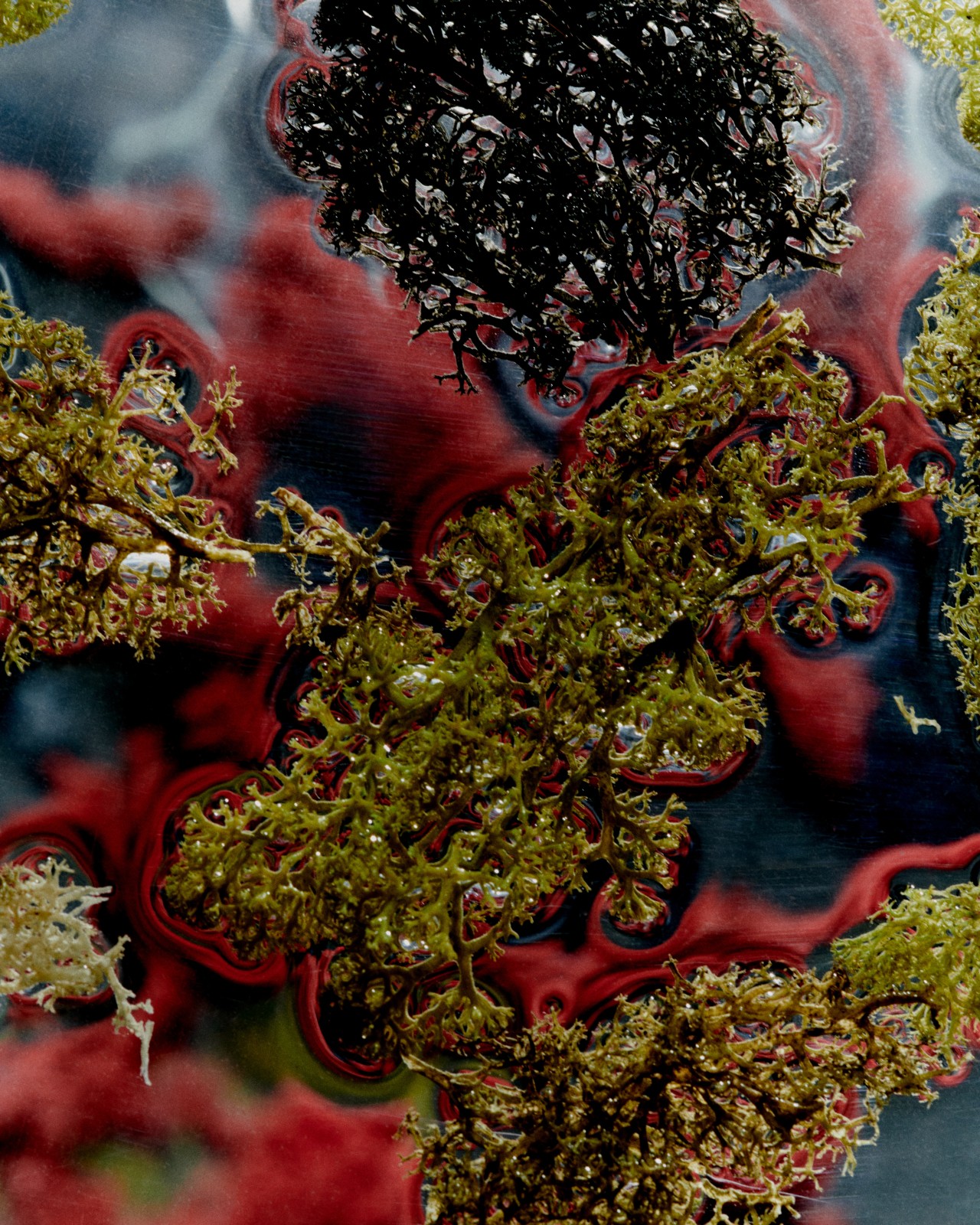 A texture shot of lichen and slime mold.