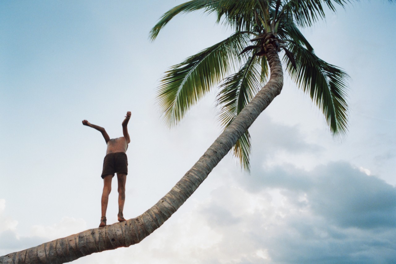 A person stands along the trunk of a palm tree.