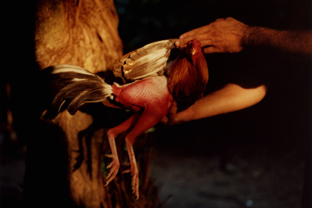 Someone holds a baby rooster in their hands.
