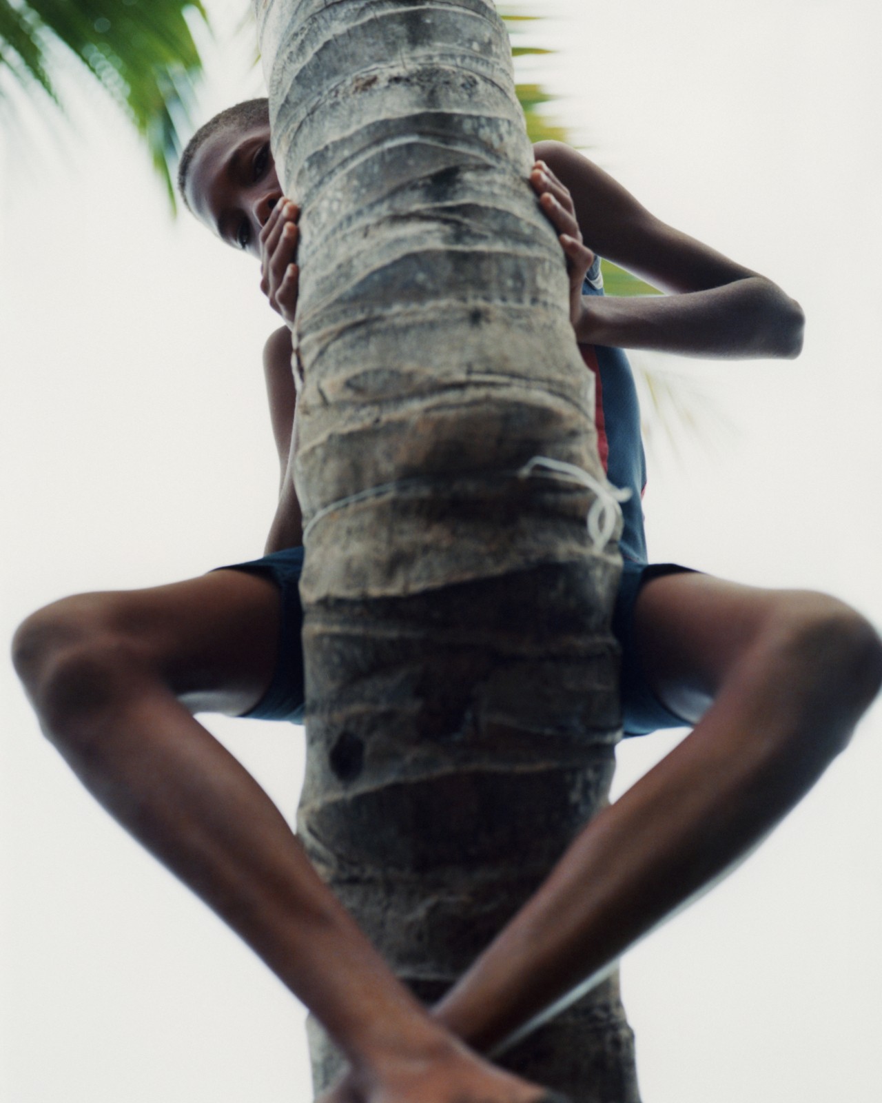 A child climbs the trunk of a palm tree.